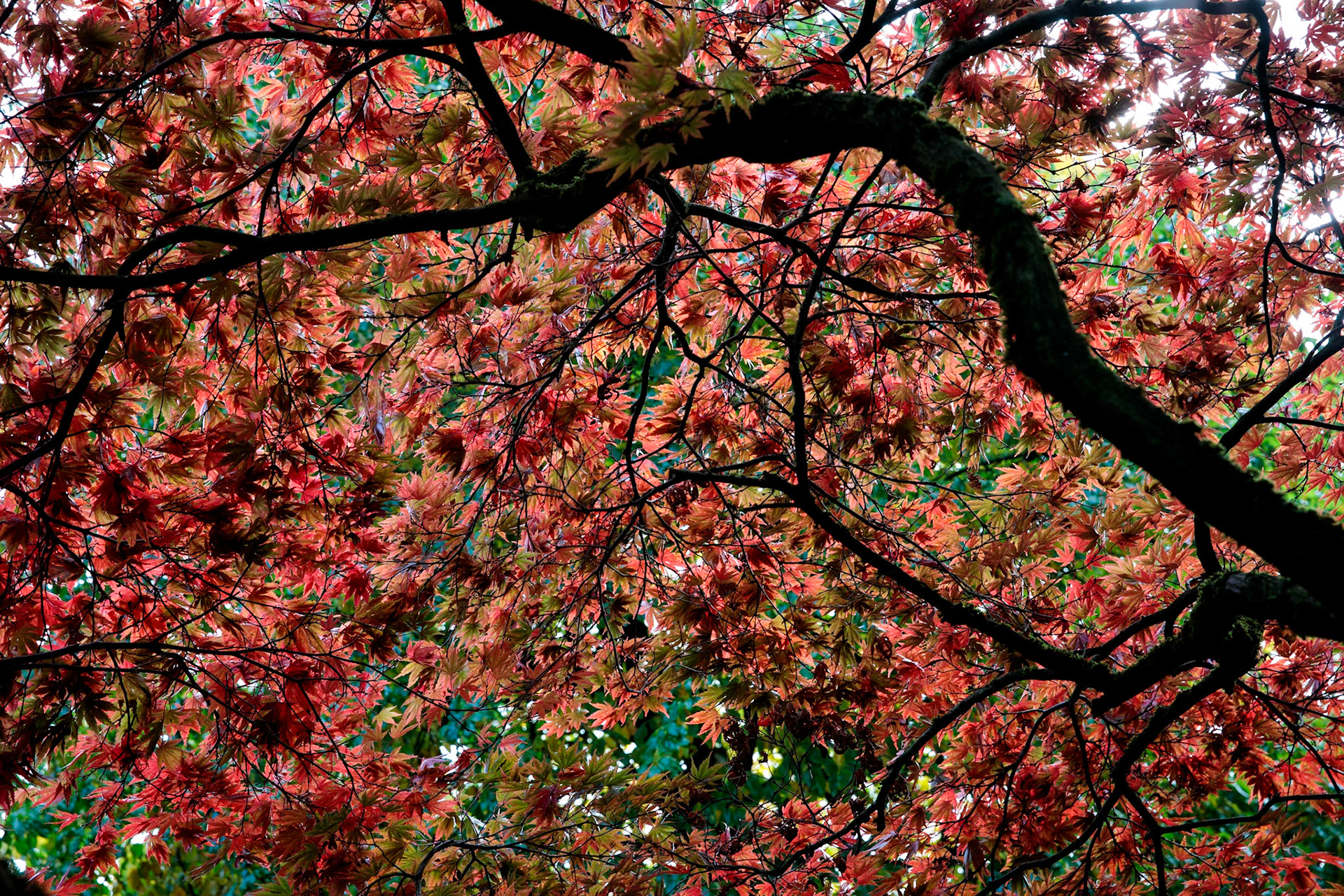 Acer, The Savill Garden