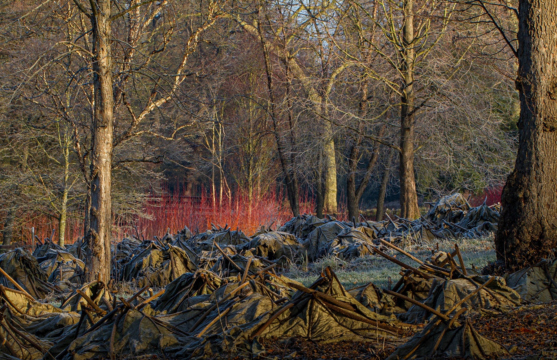 Spring in Savill Garden