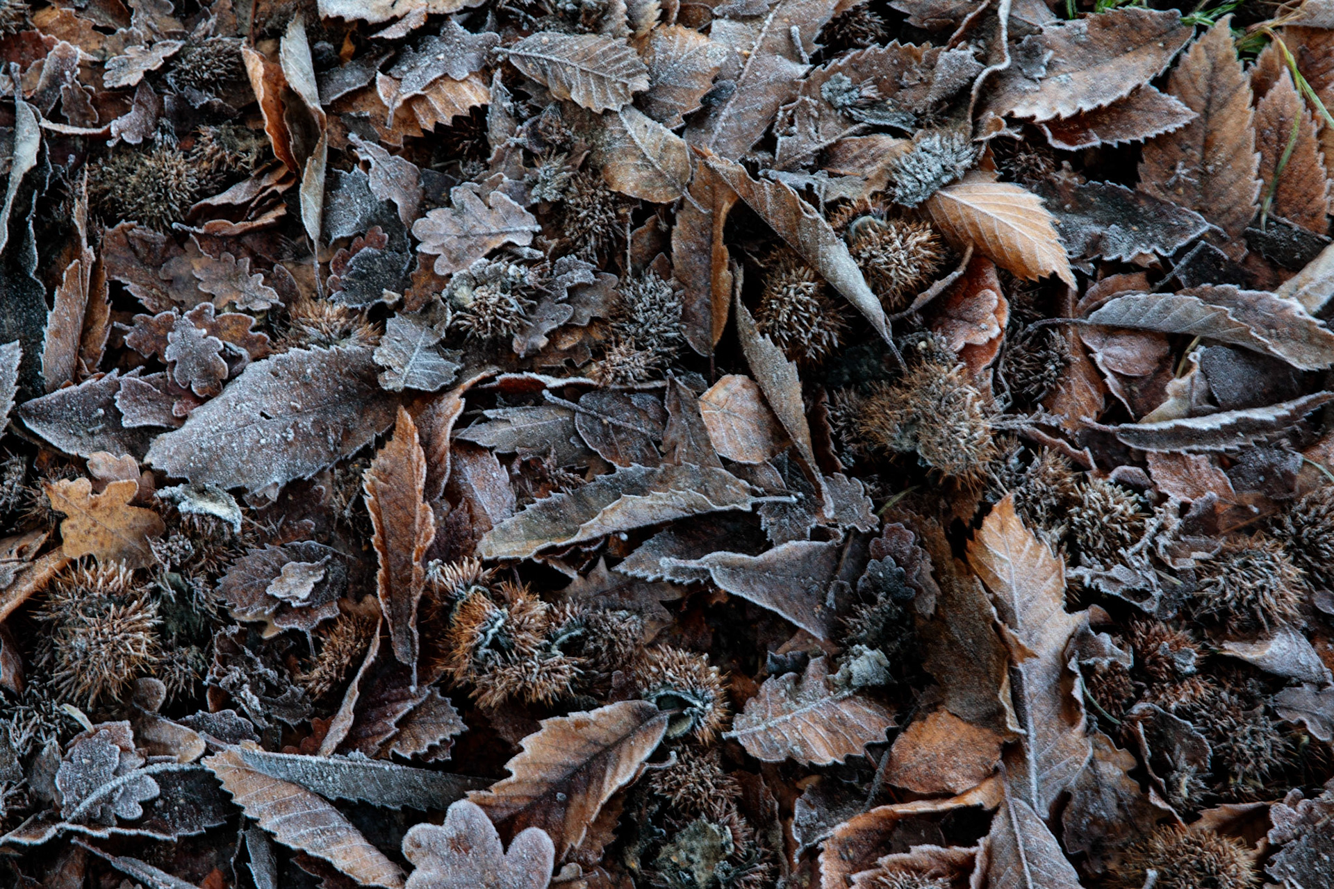 Winter Harvest