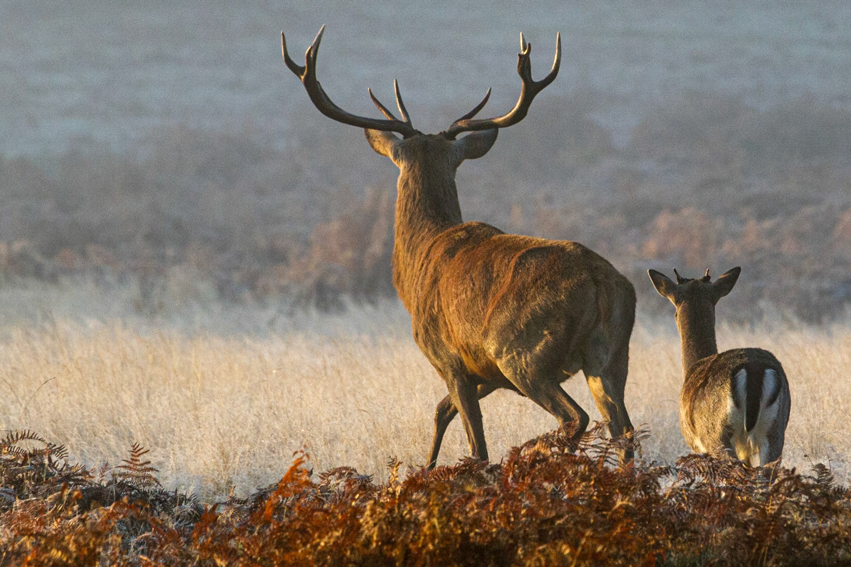 Richmond Park Deer