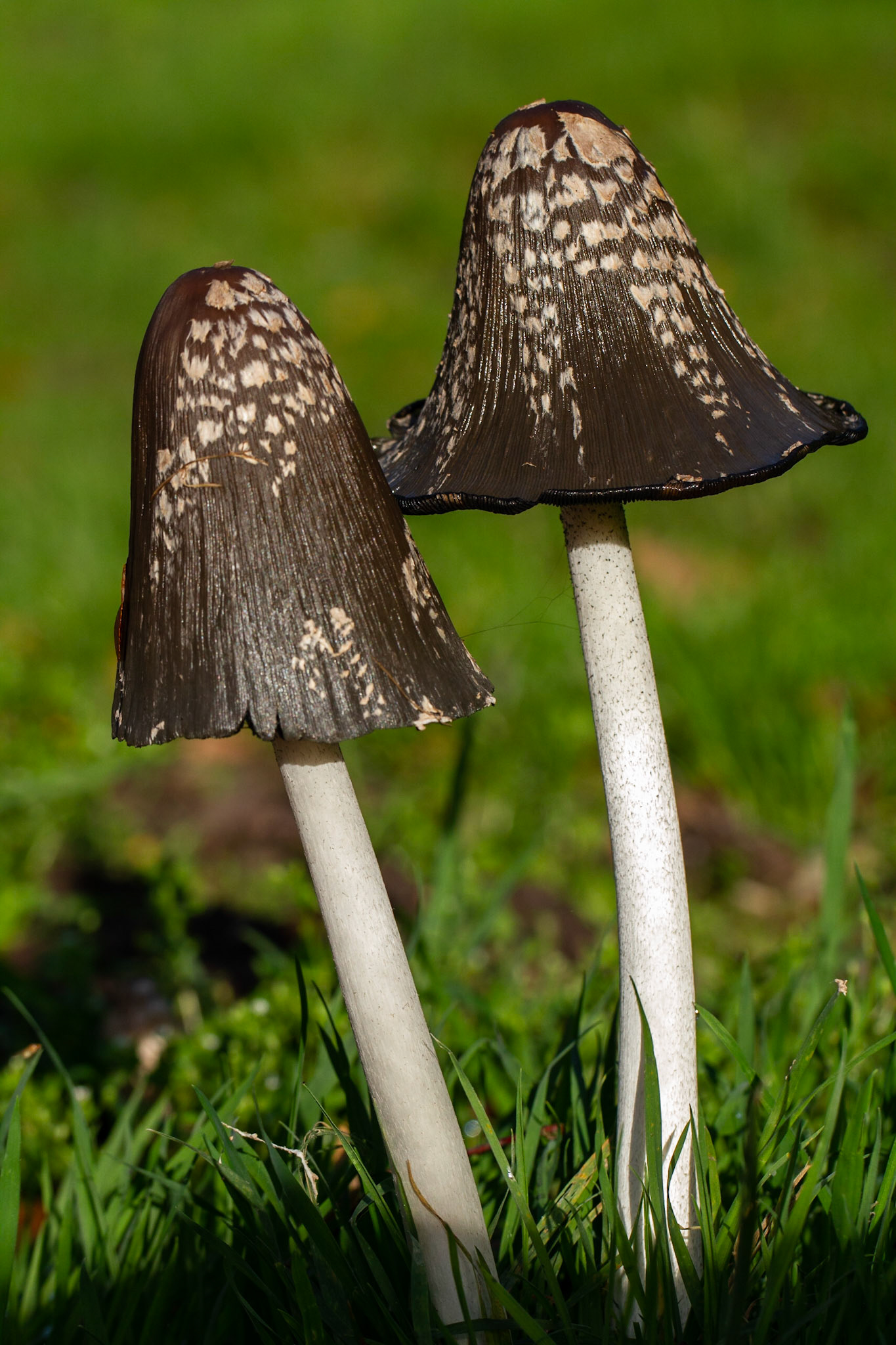 Magpie Fungus