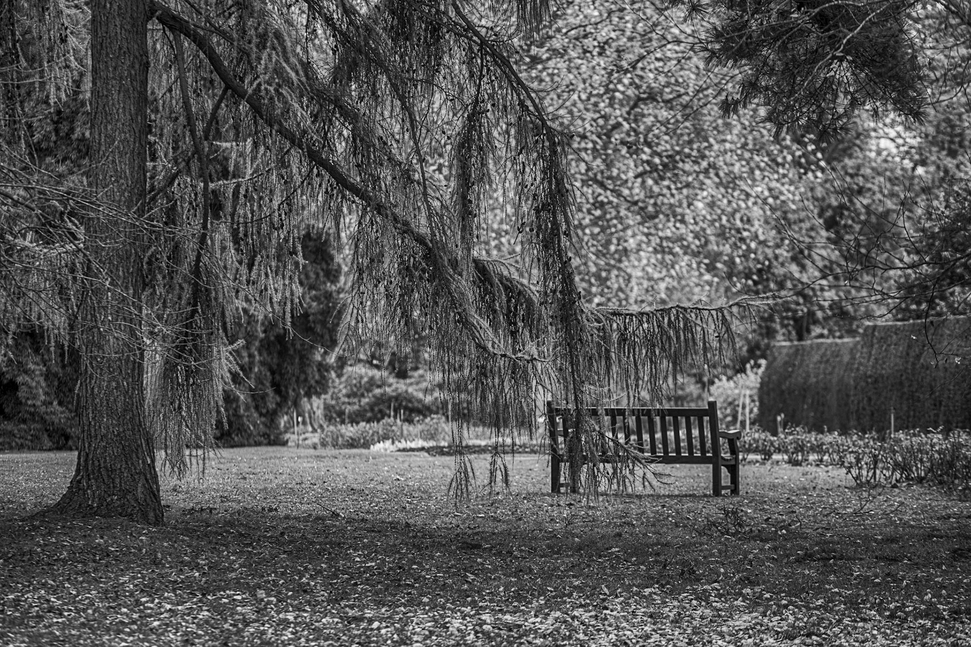 Quiet Place, The Savill Garden