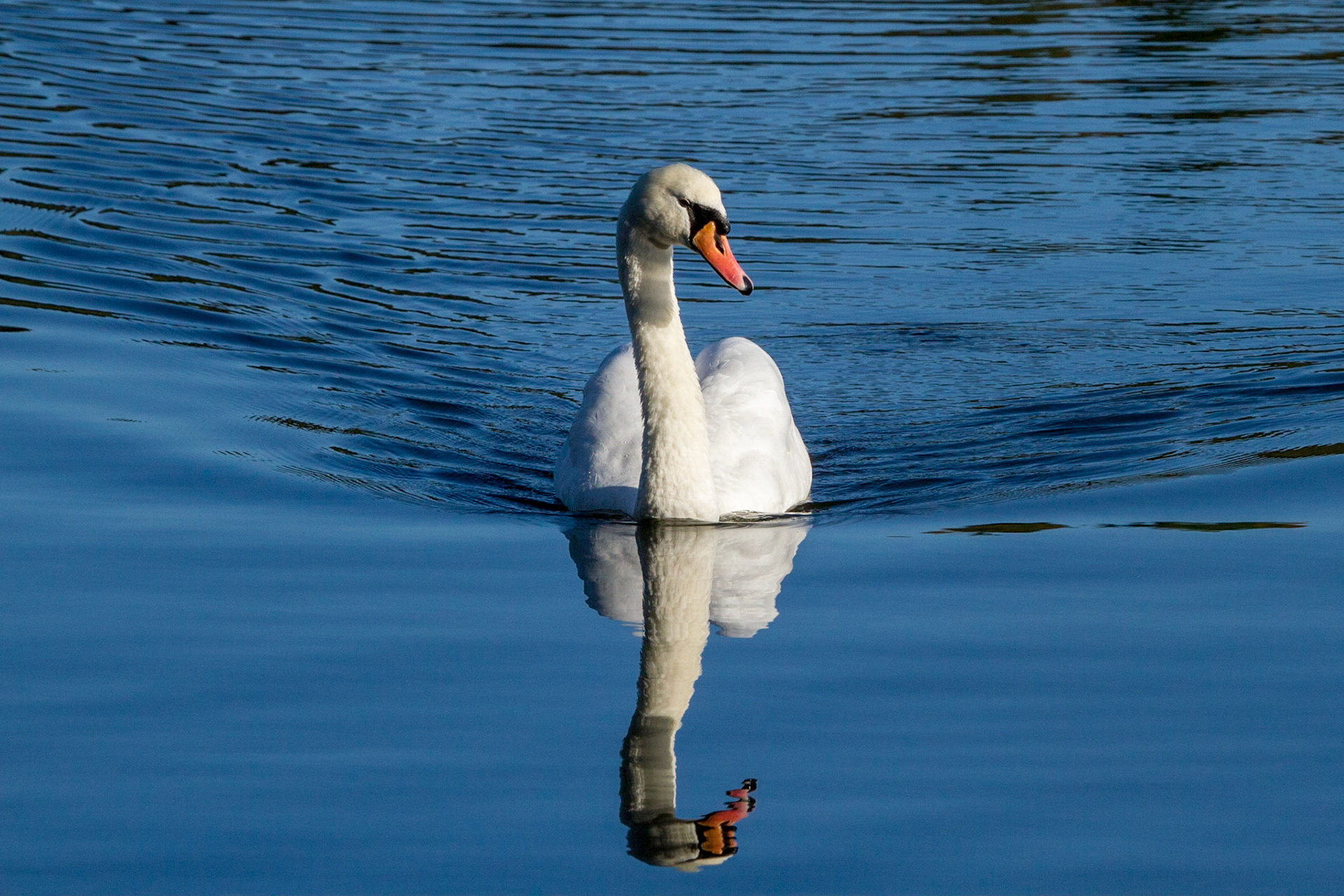 Mute Swan Reflection