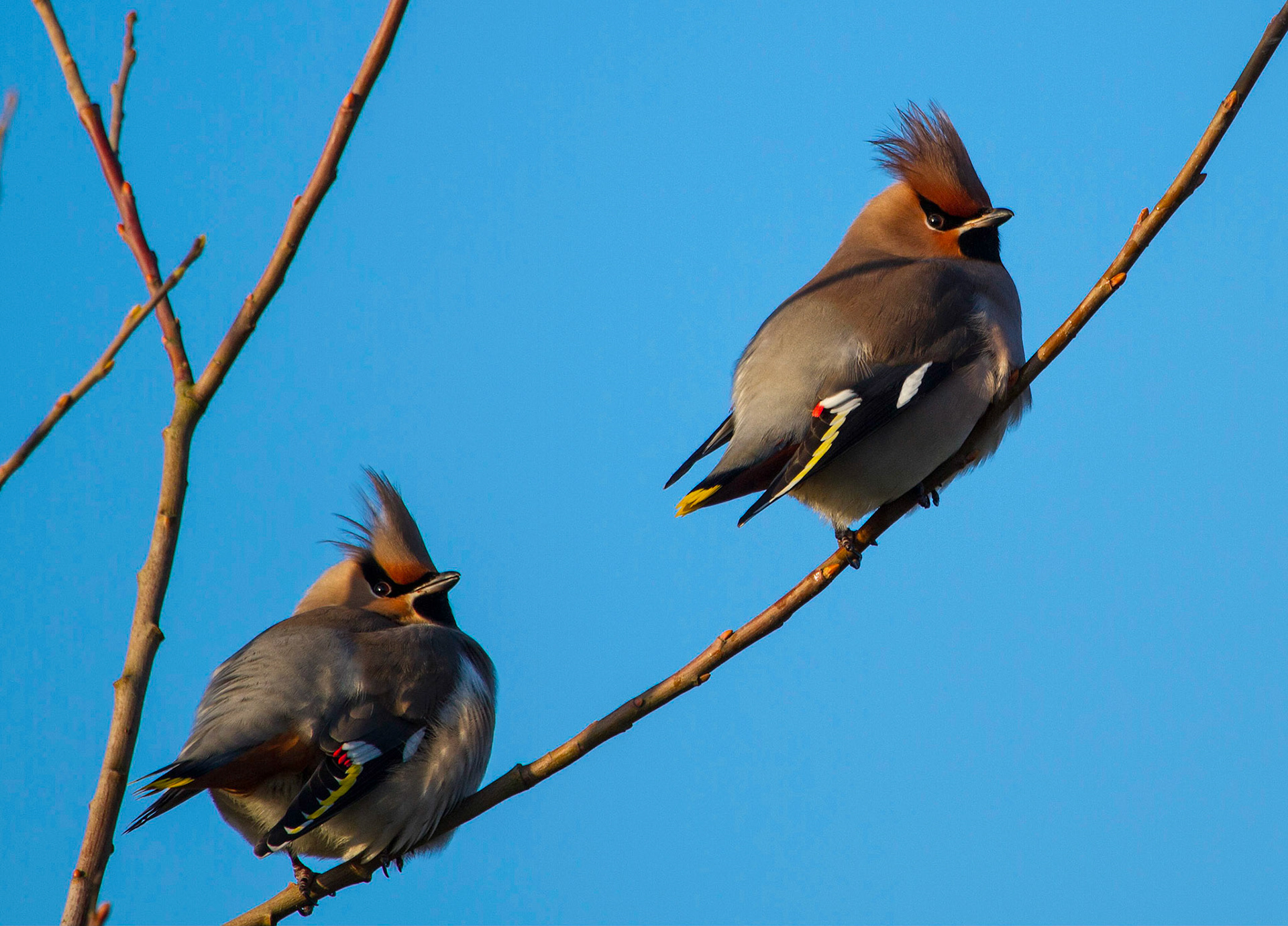 Waxwings