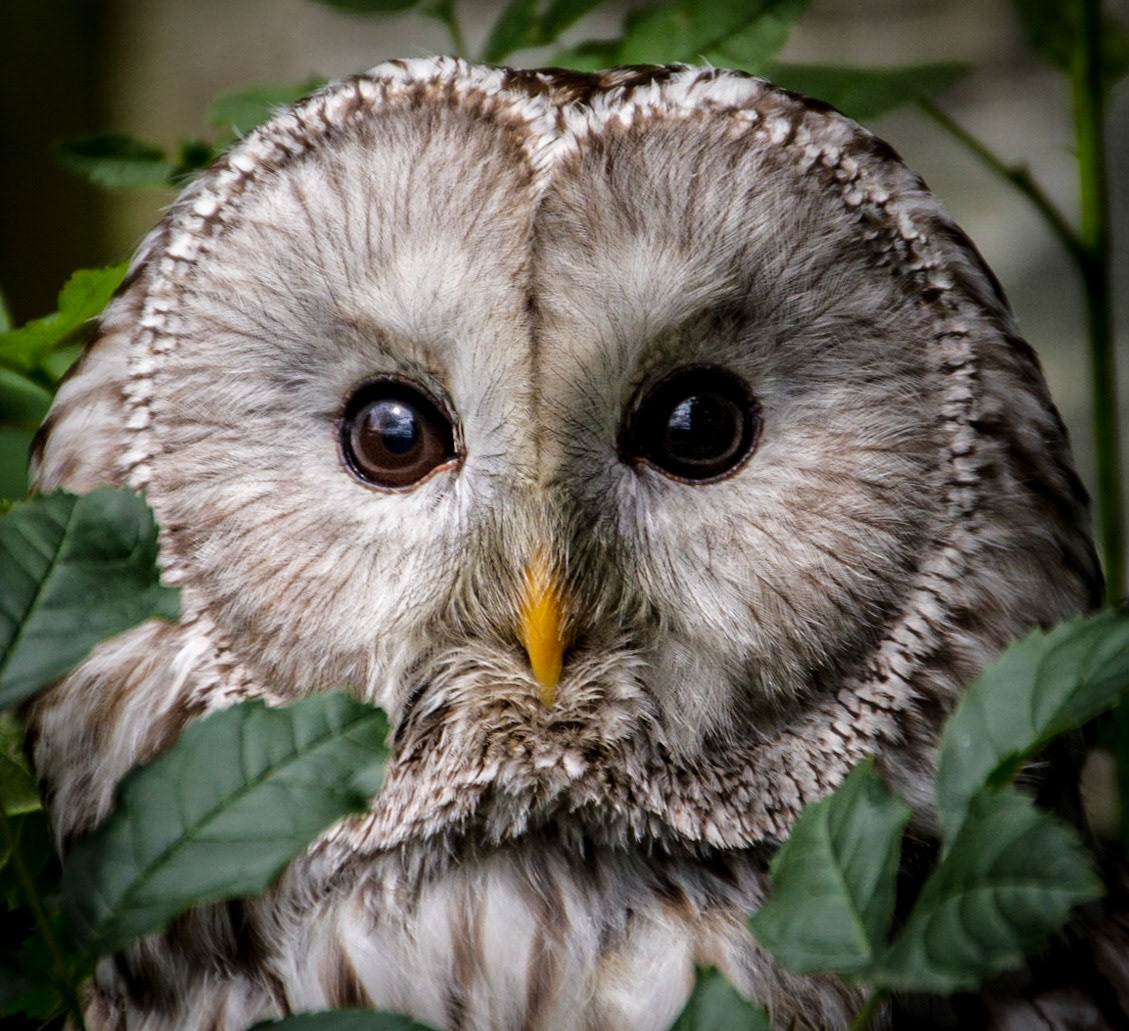 Owl