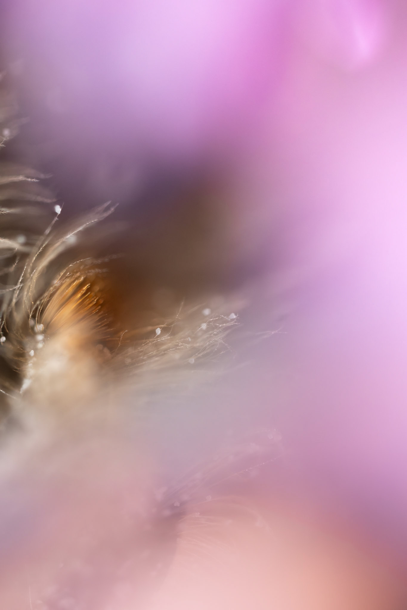 Bee abdomen 3