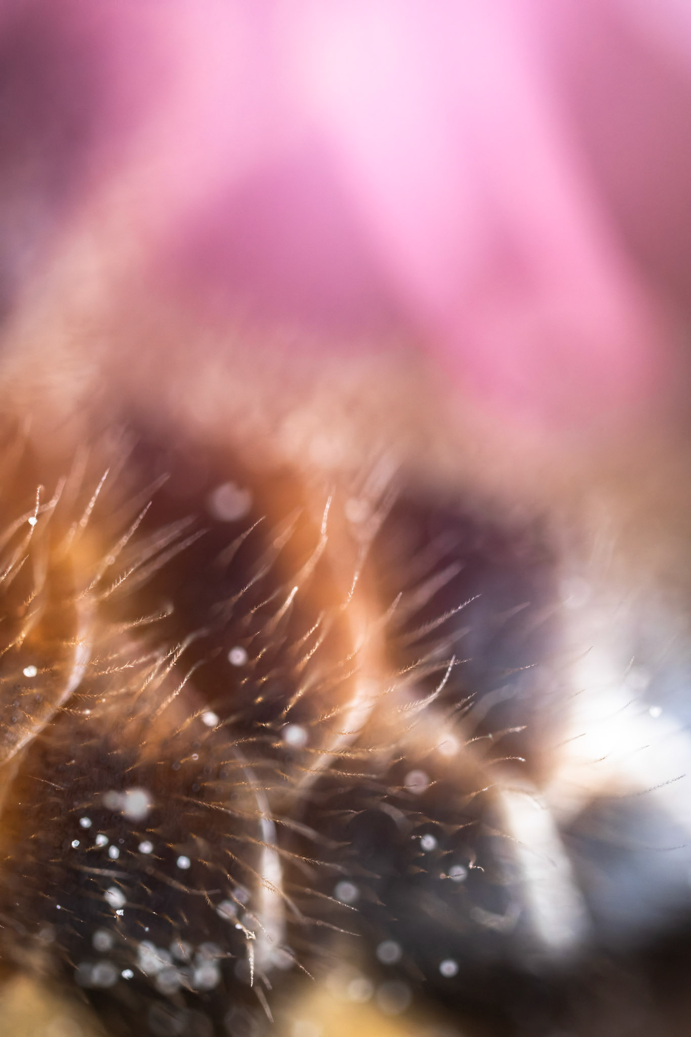Bee abdomen