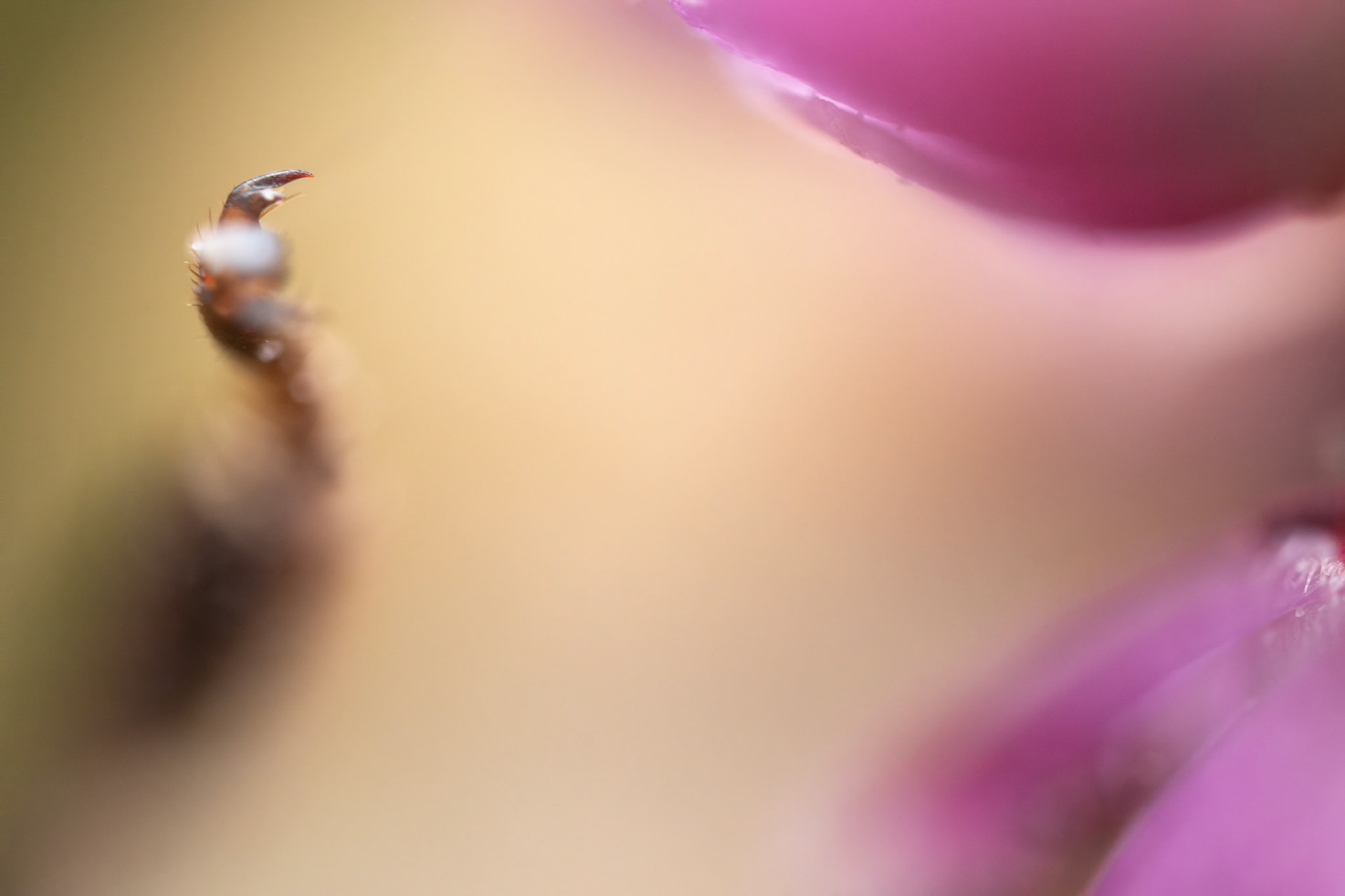Bee pointing