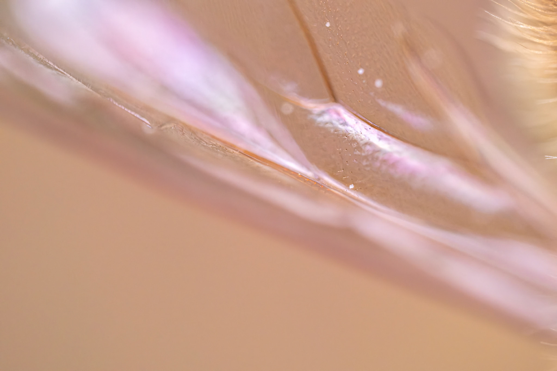 Bee wing