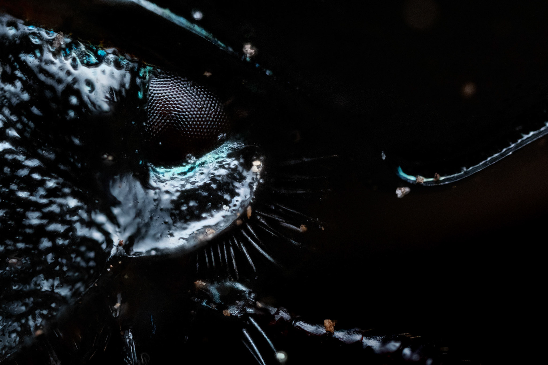 Dor Beetle