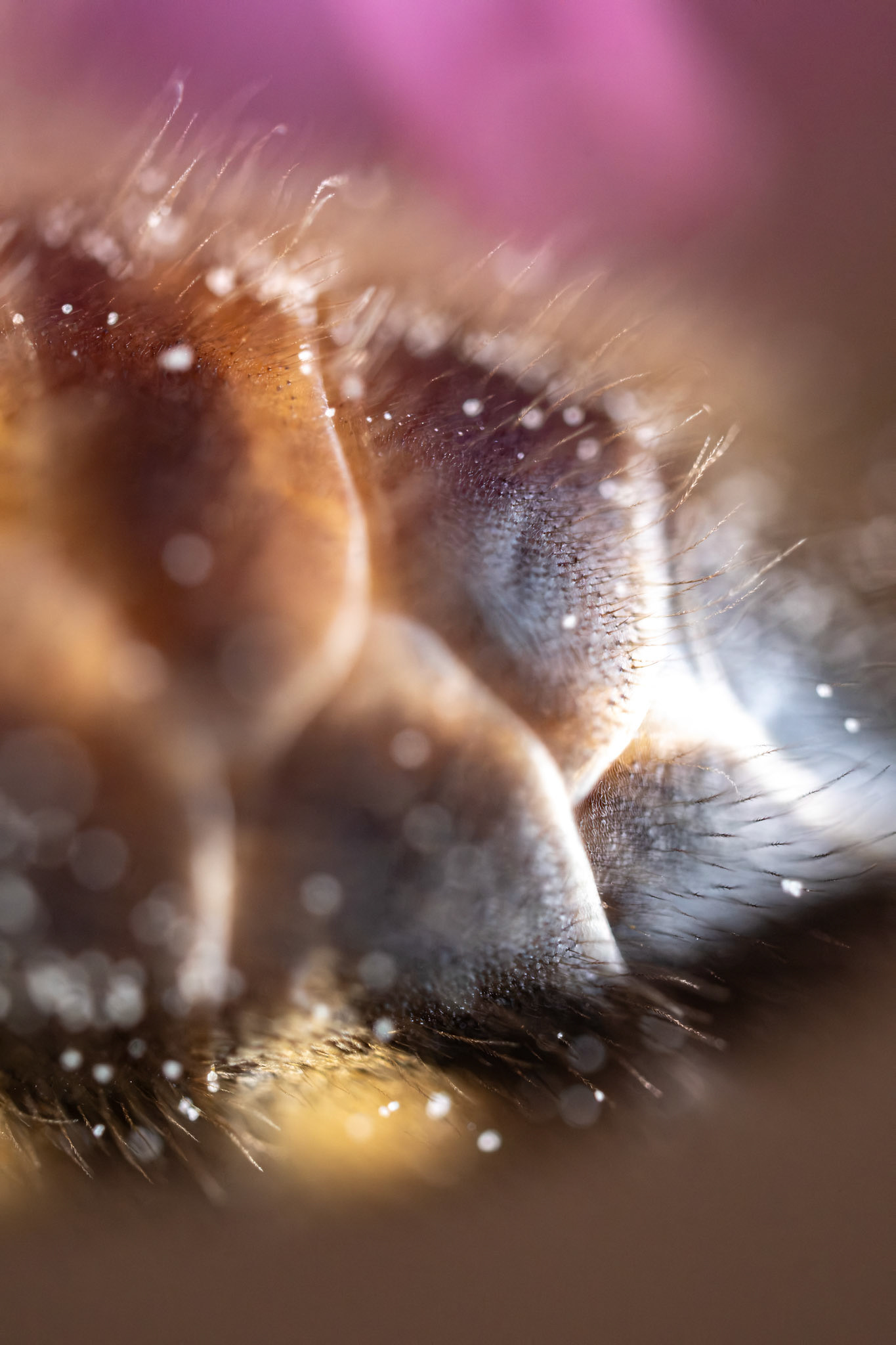 Bee abdomen 2