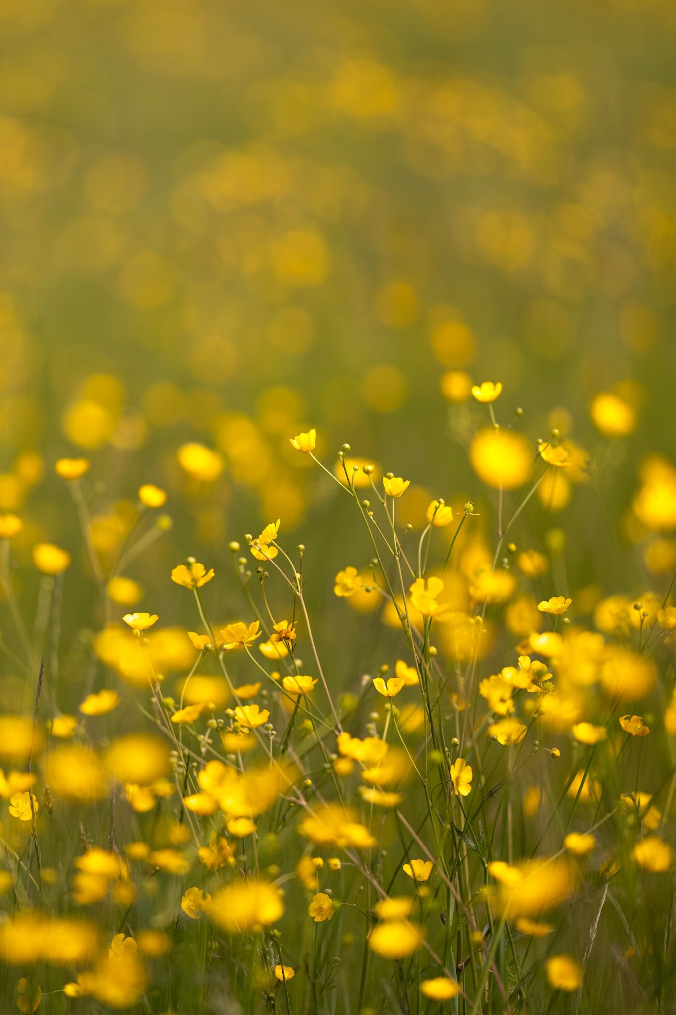 Smörblommor vid hästhagen