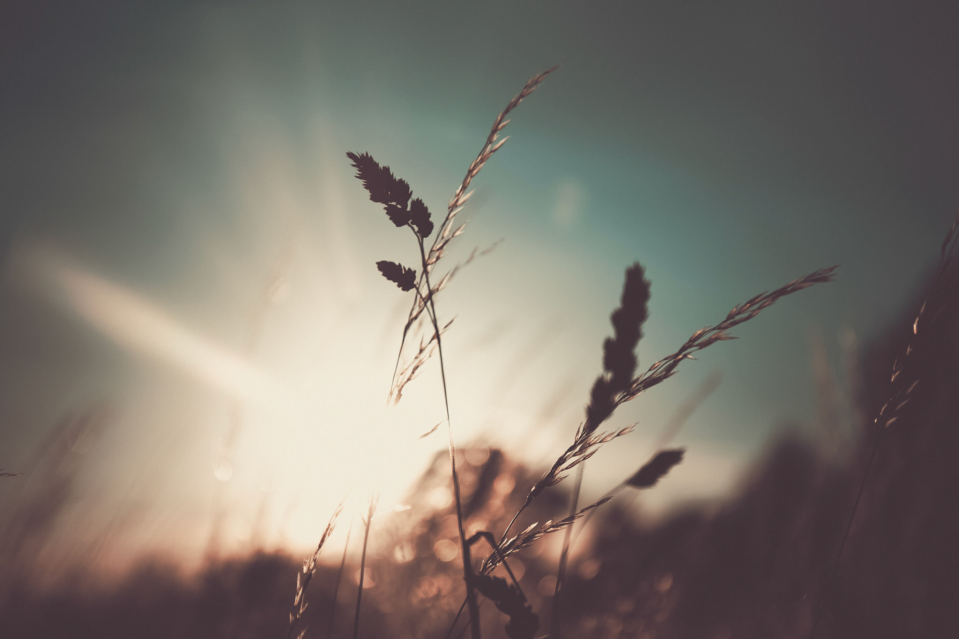 Sunset @ Carton House