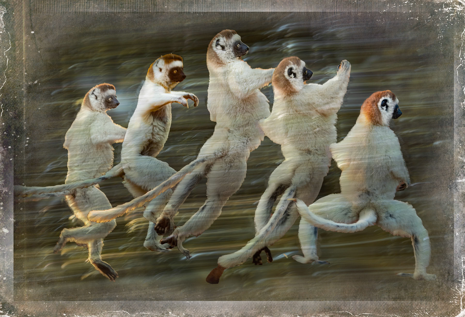 Dancing Sifakas