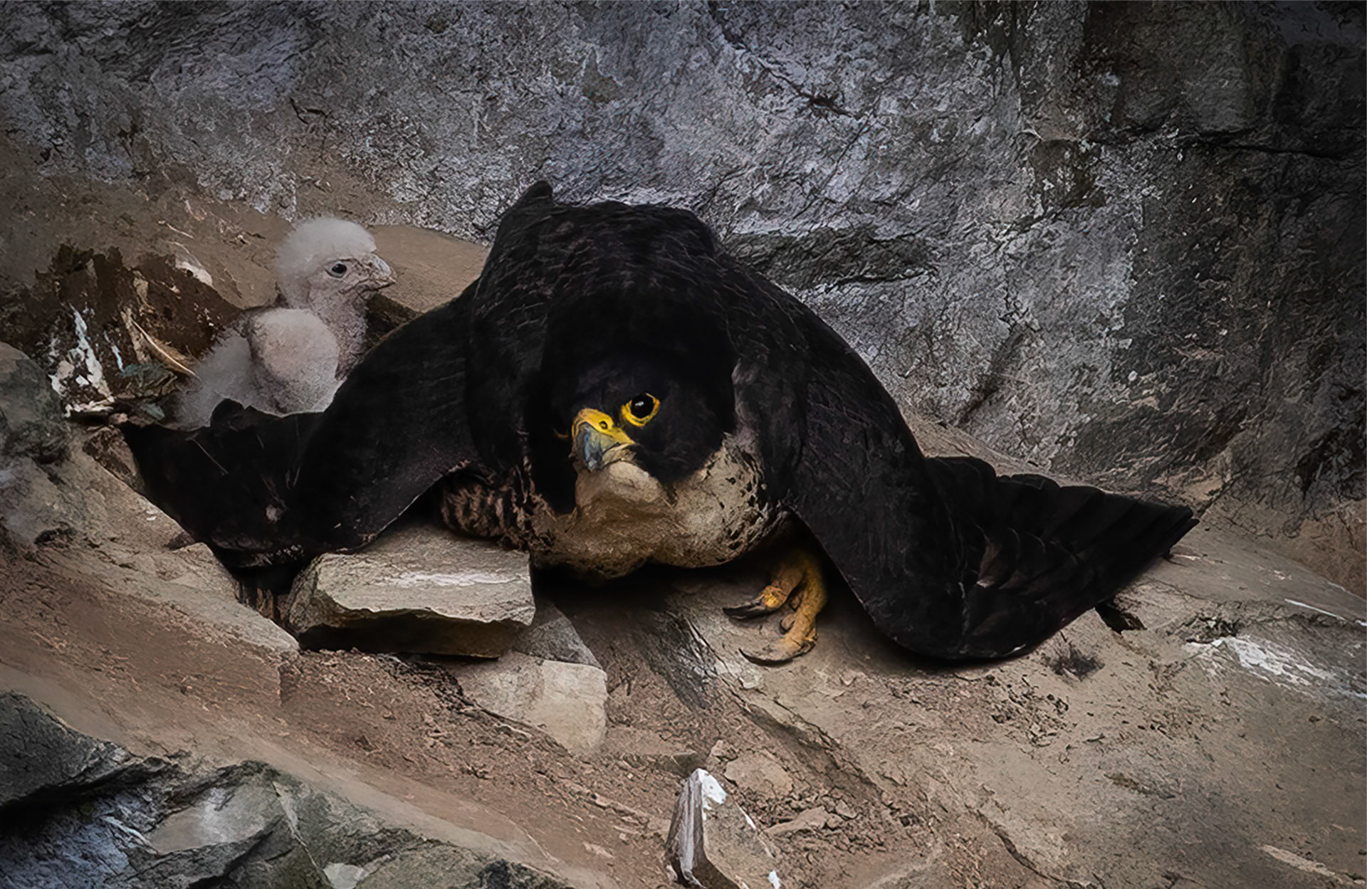 Peregrine Falcon