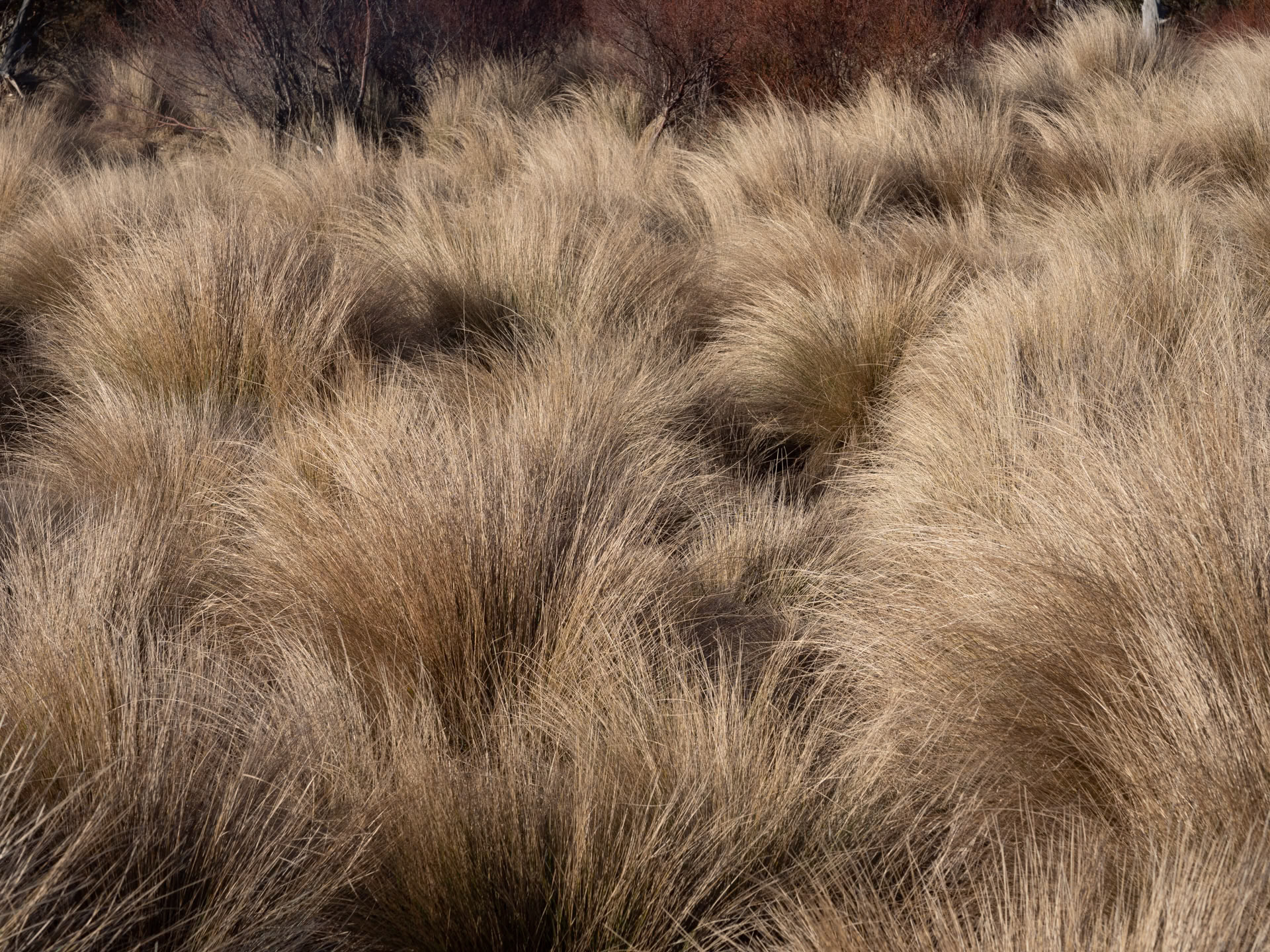 Snowy Mountain grasses