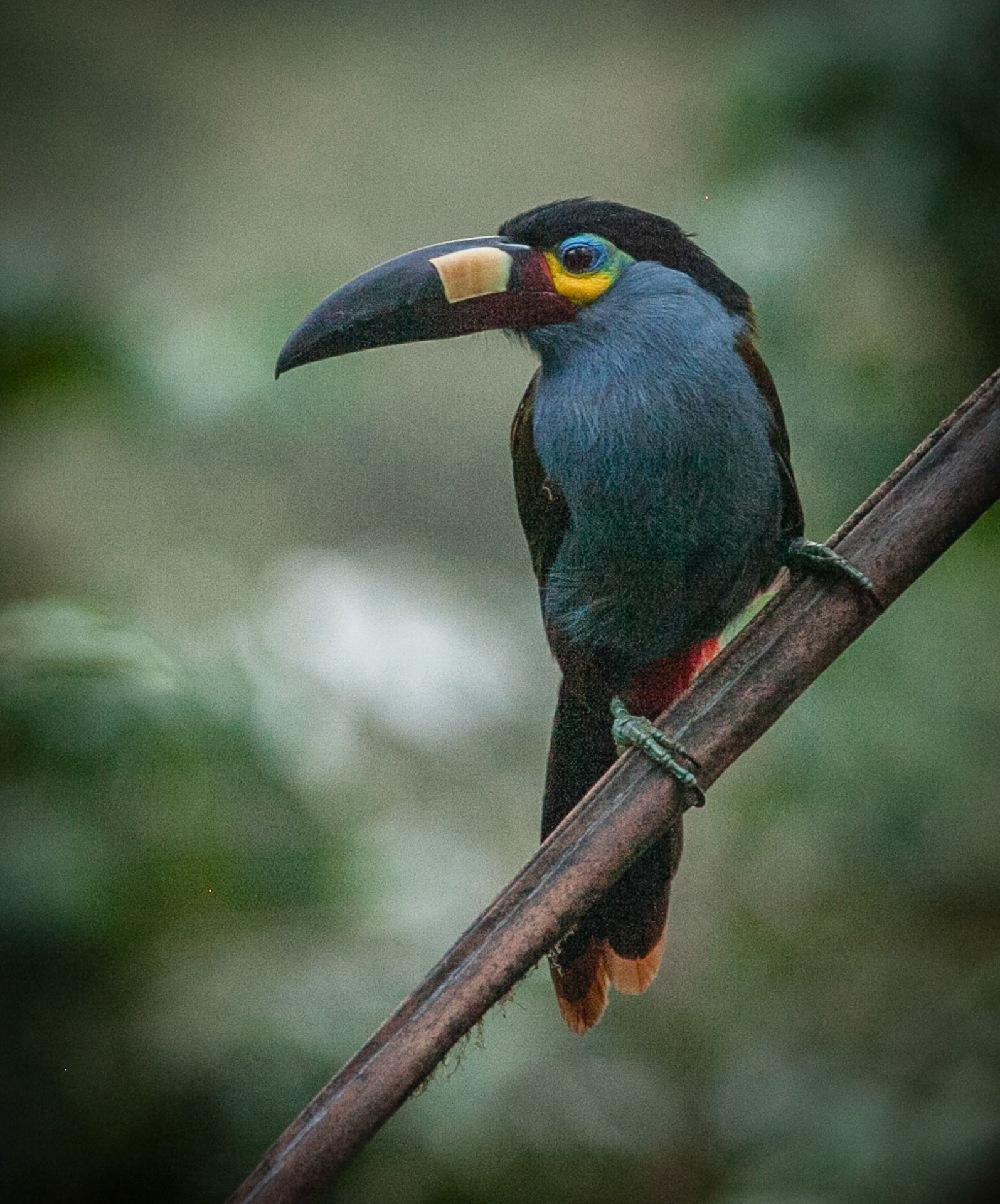 Plate-billed Mountain Toucan