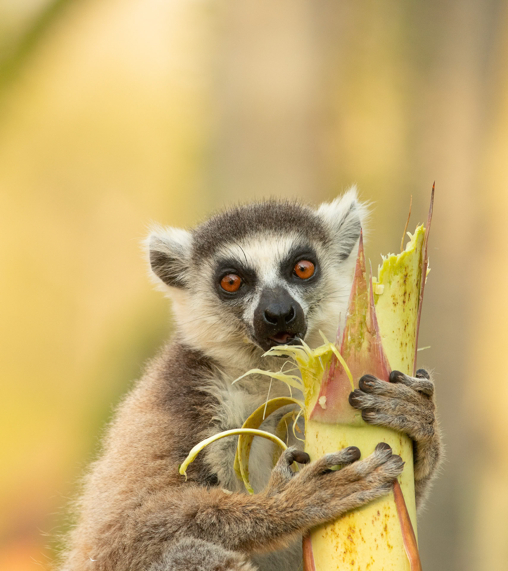 Ring-tailed Lemur