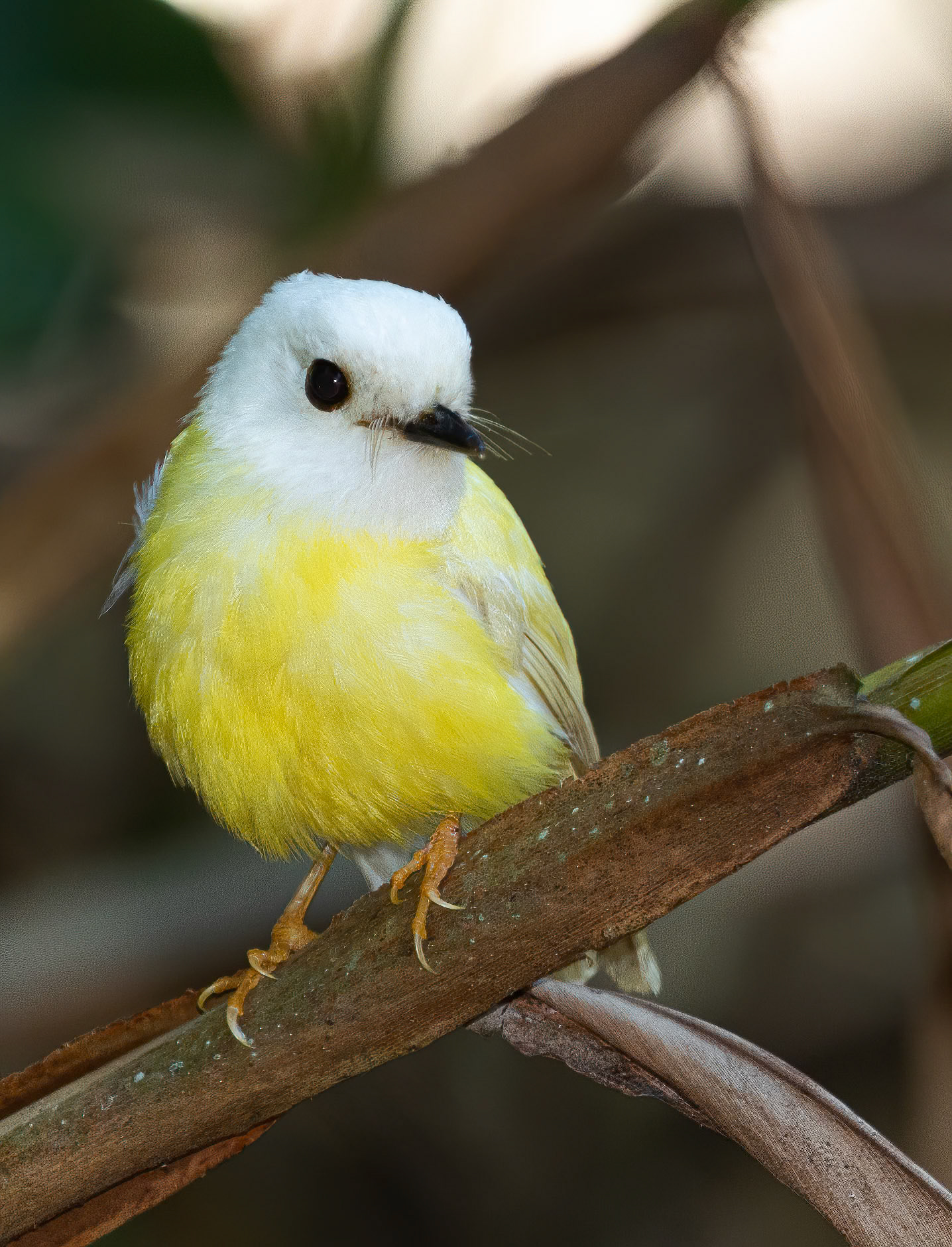 Leucistic Pale-Yellow Robin