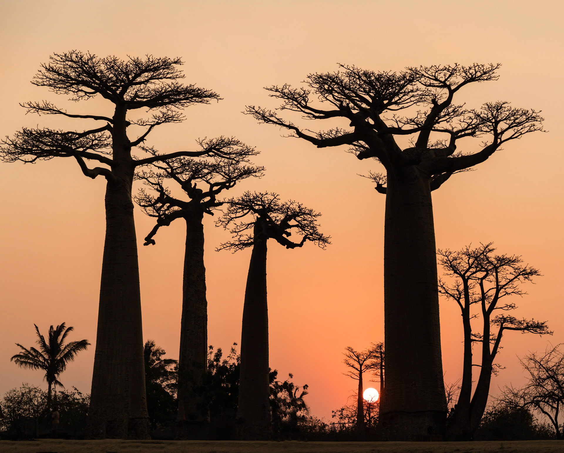 Baobab avenue, Madagascar