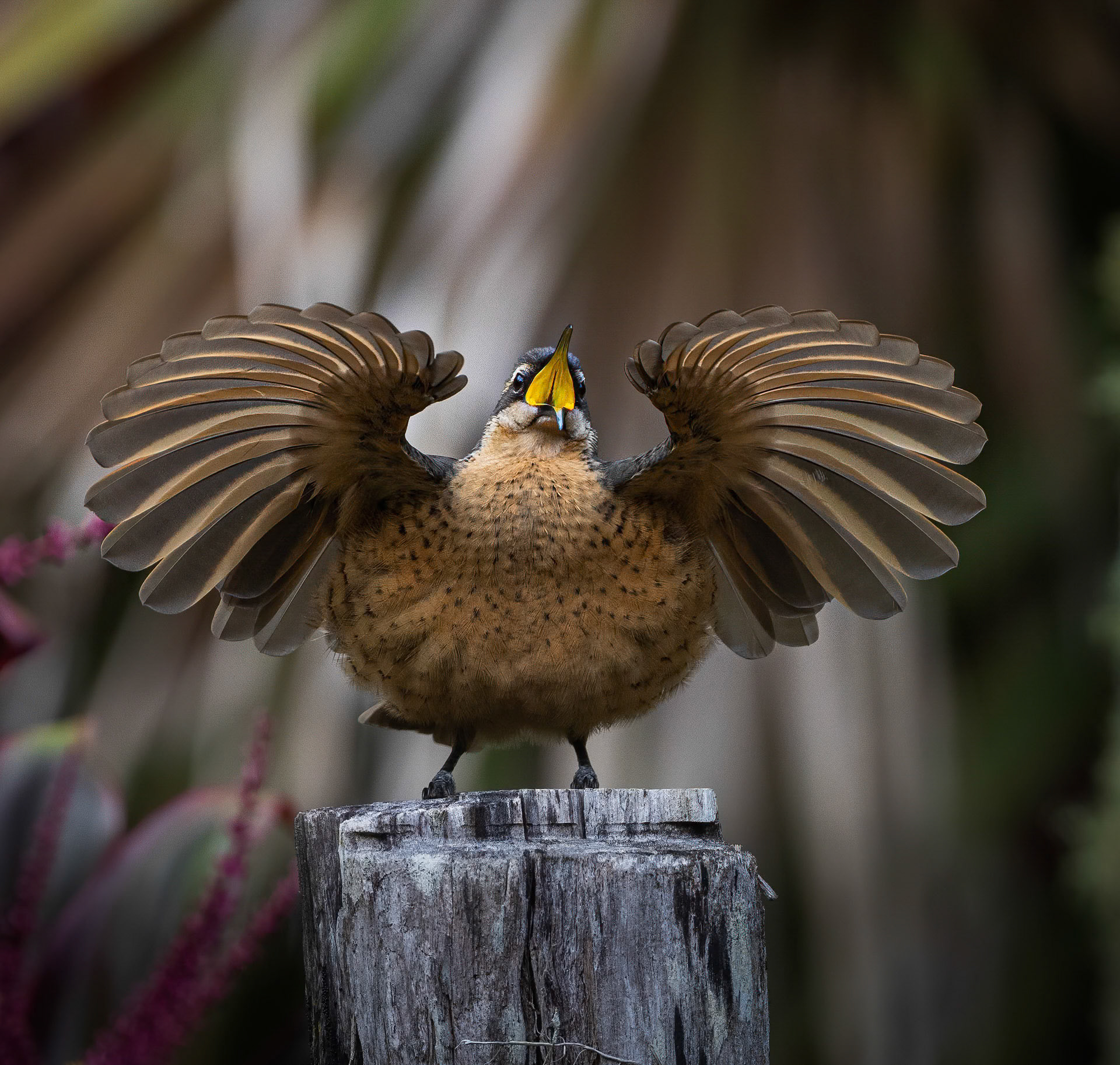Rifle Bird (juvenile)
