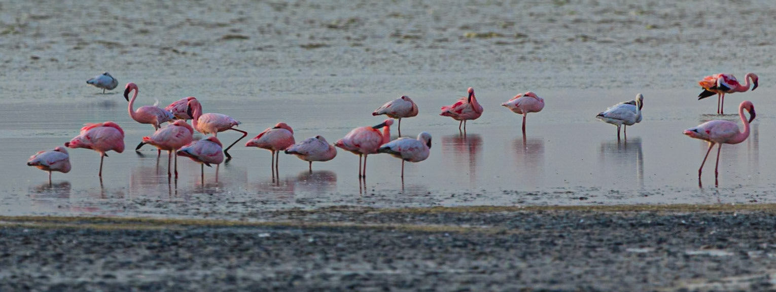 Flamingo