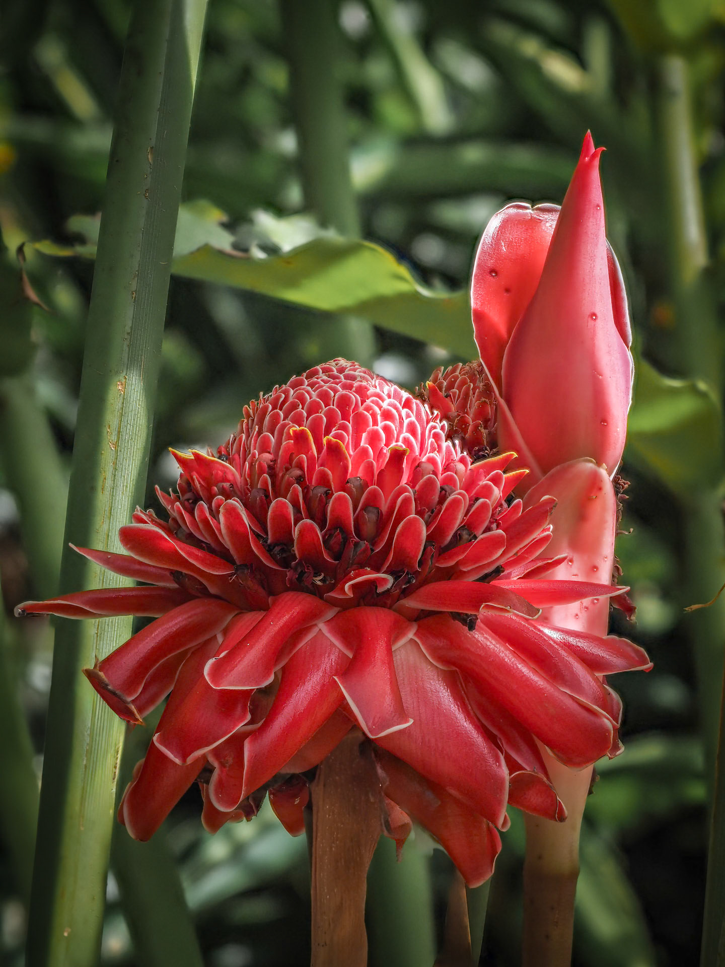 Torch Ginger
