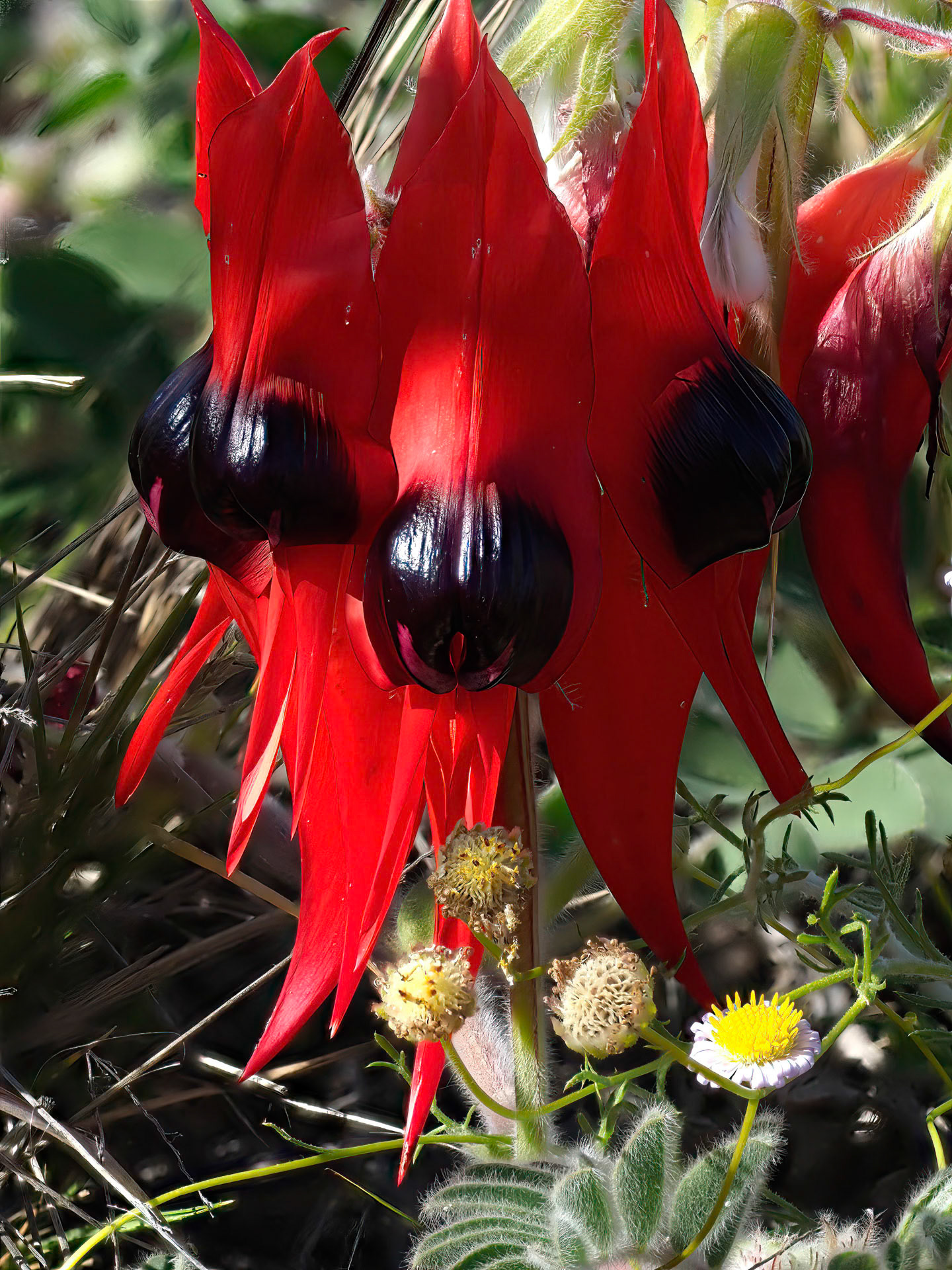 Sturt's Desert Pea