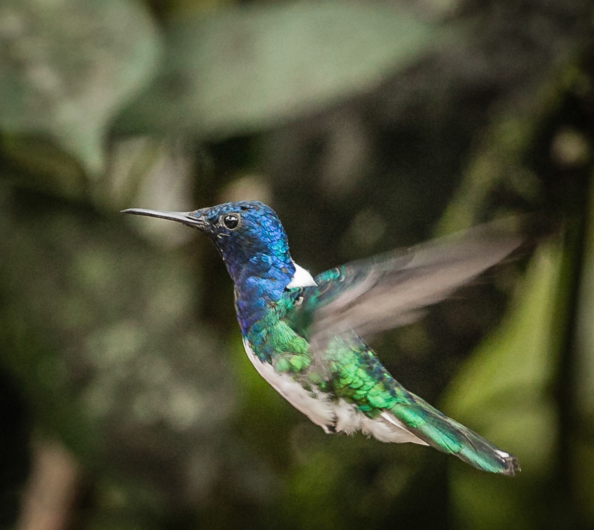 White-necked Jacobin