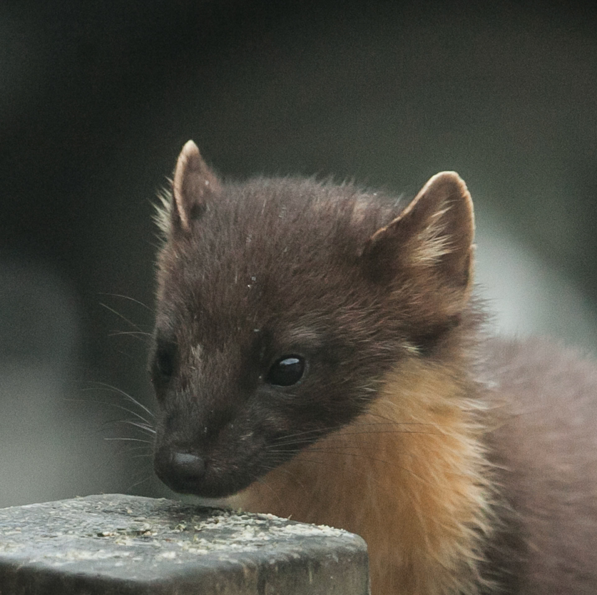 Pine Marten