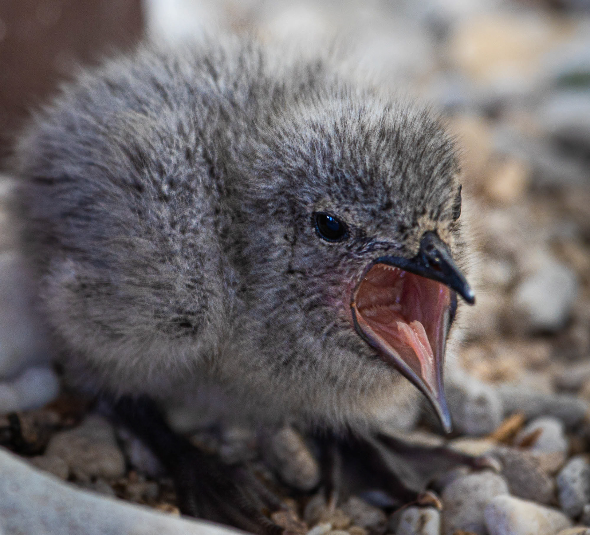 Roseate Tern