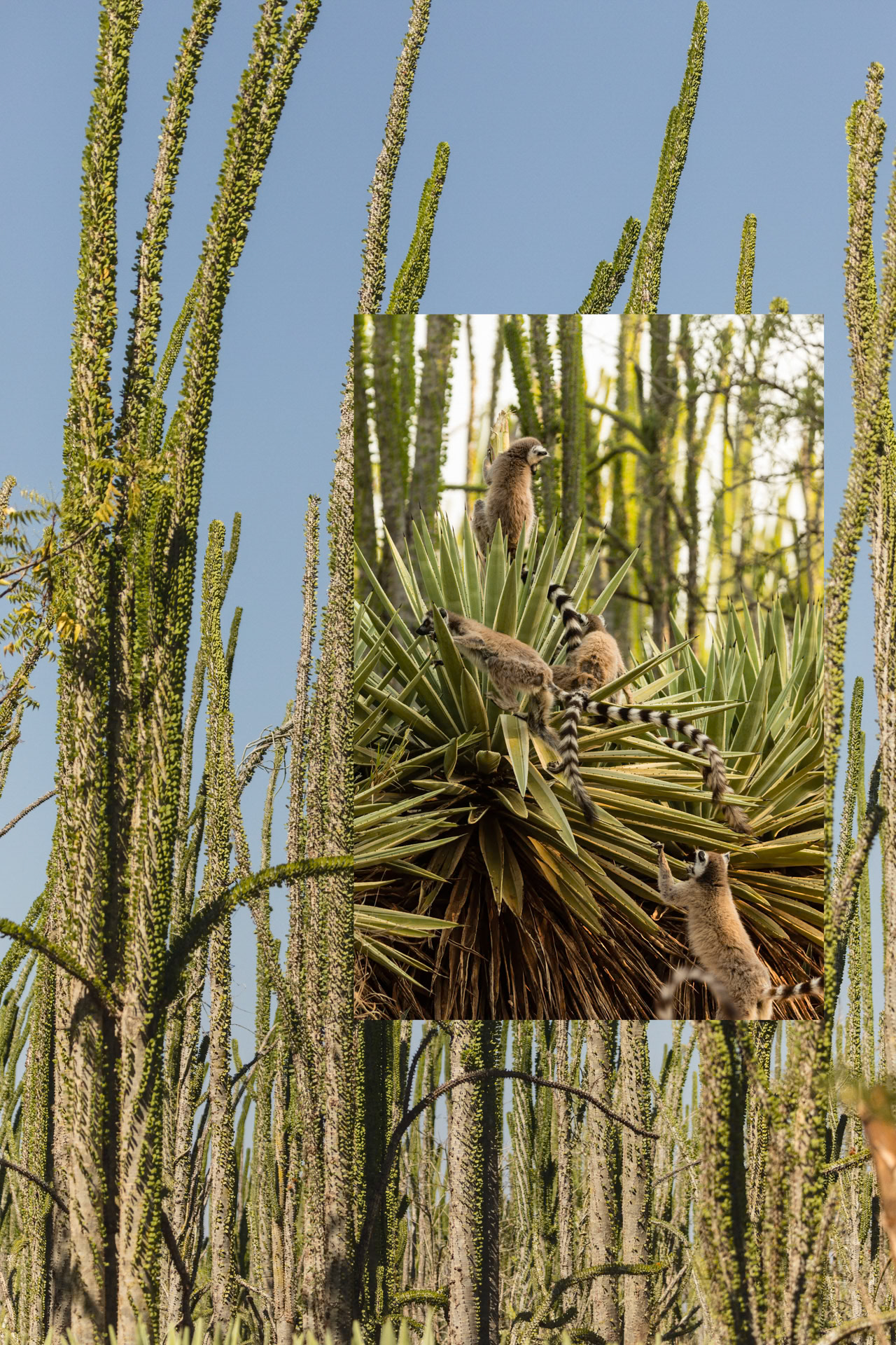 Octopus Tree, Madagascar