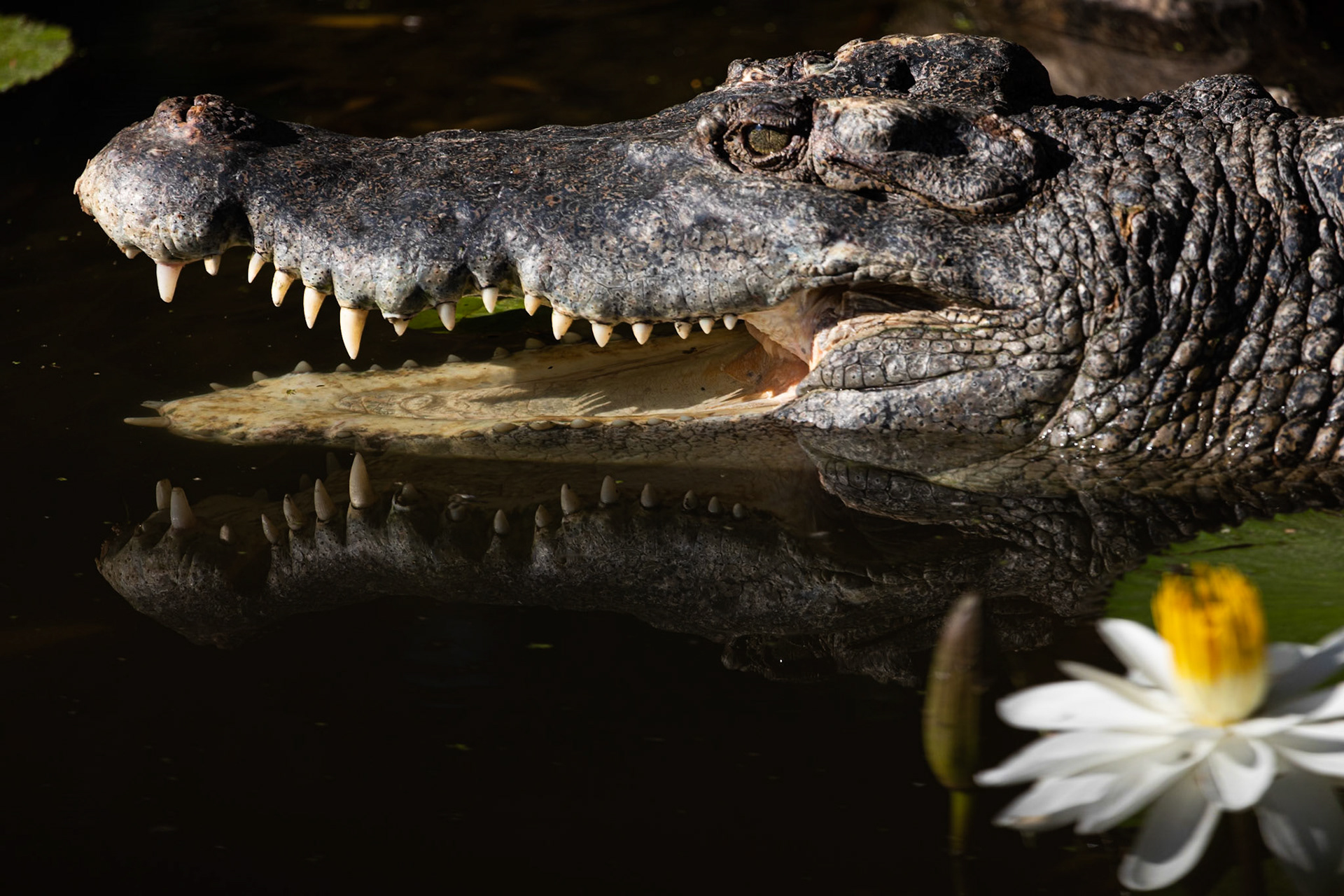 Saltwater Crocodile