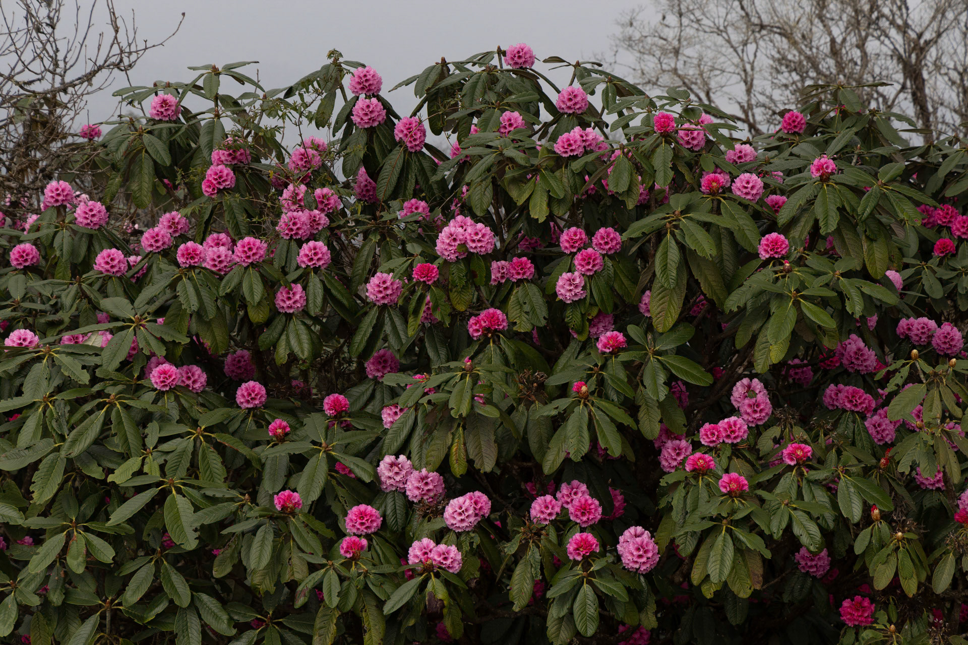 Wild Rhododendron, Bhutan
