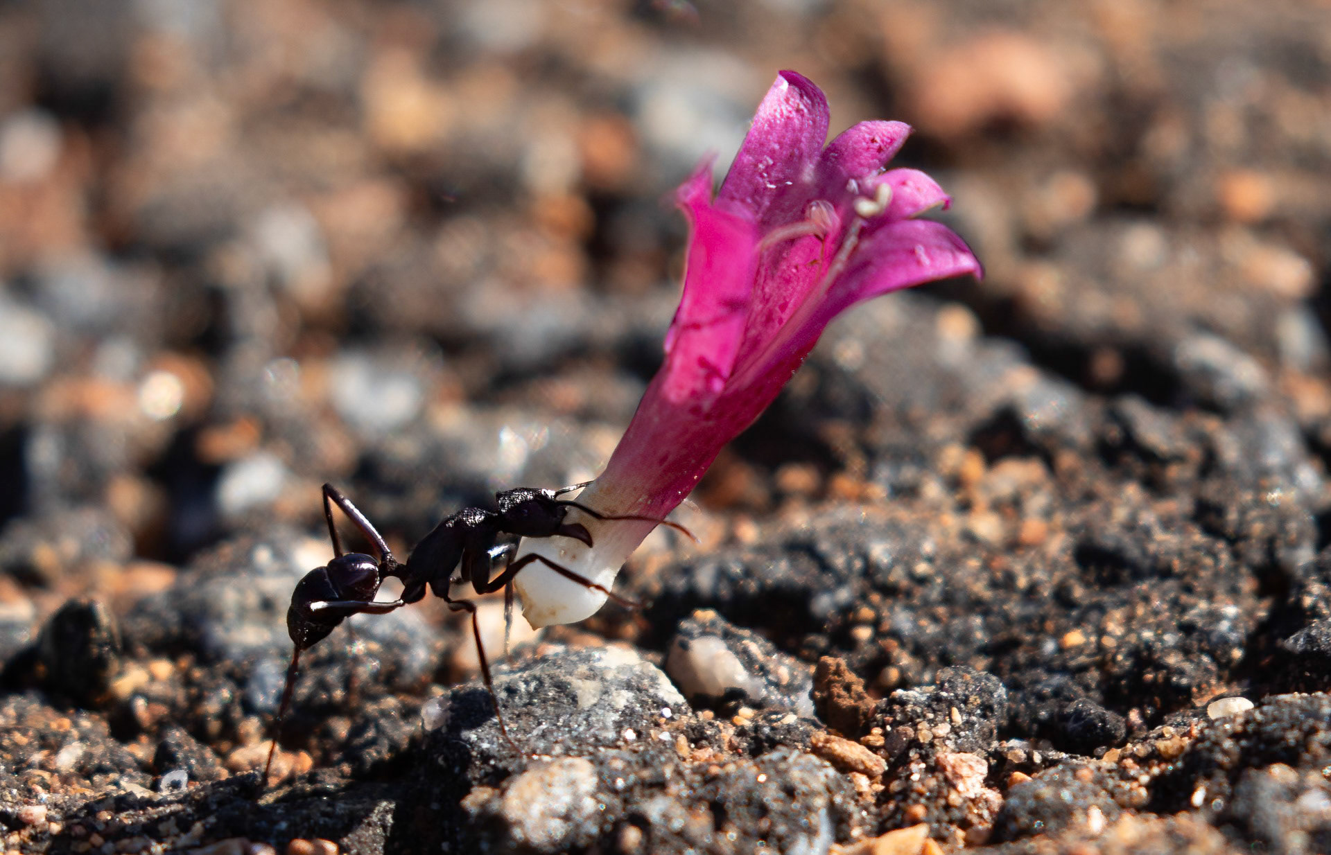 Narrow Leaf Fuschia, Broken Hill