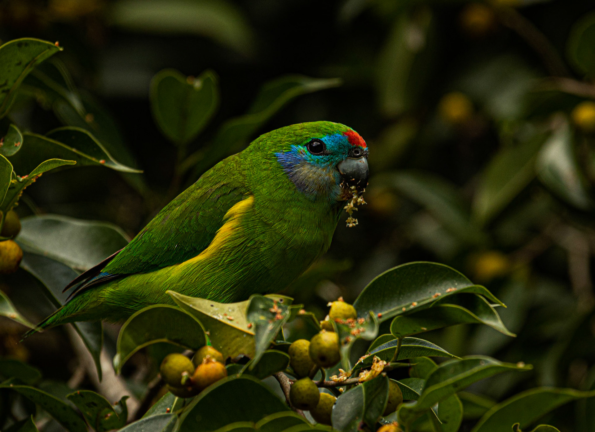 Double-eyed Fig Parrot