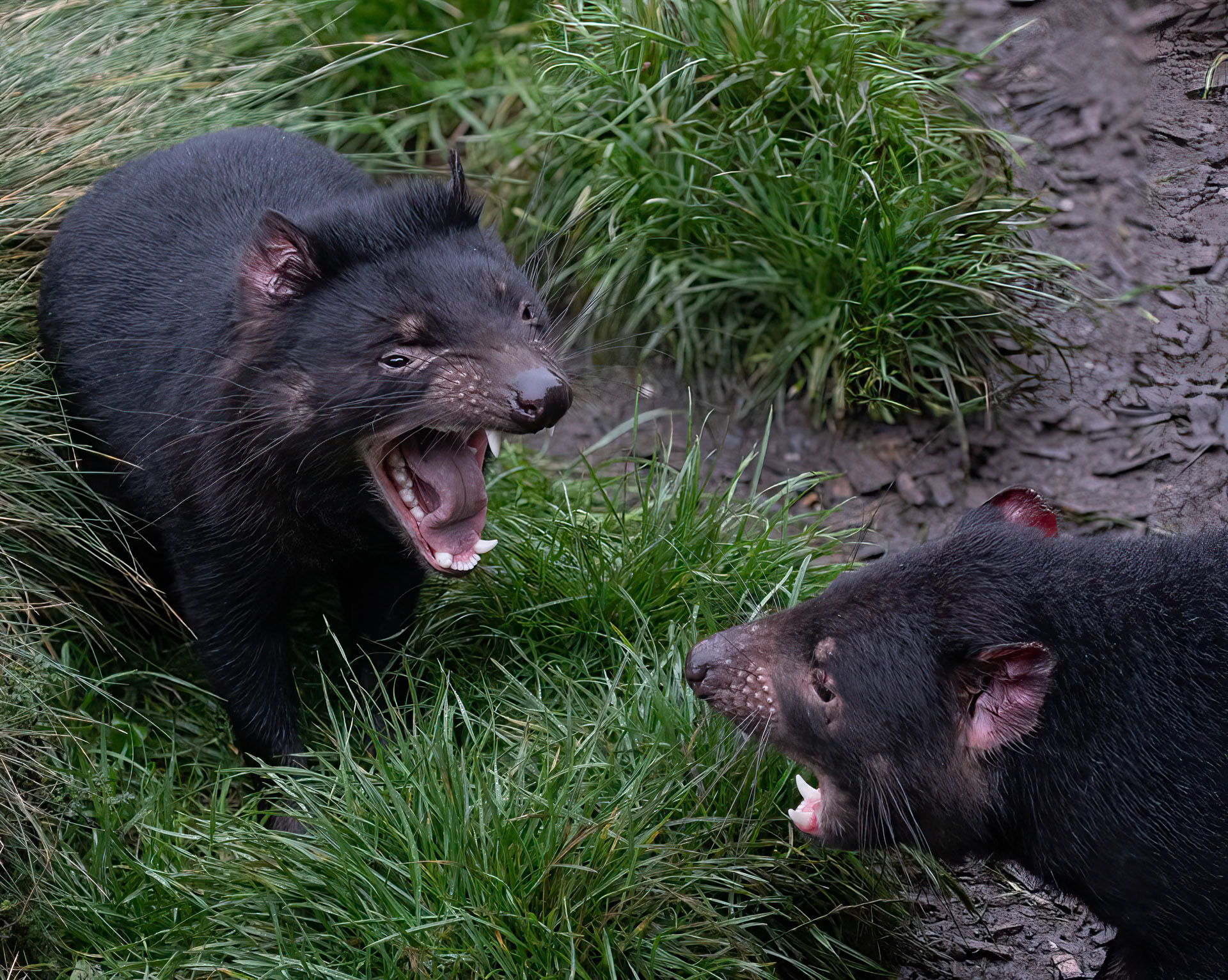 Tasmanian Devils