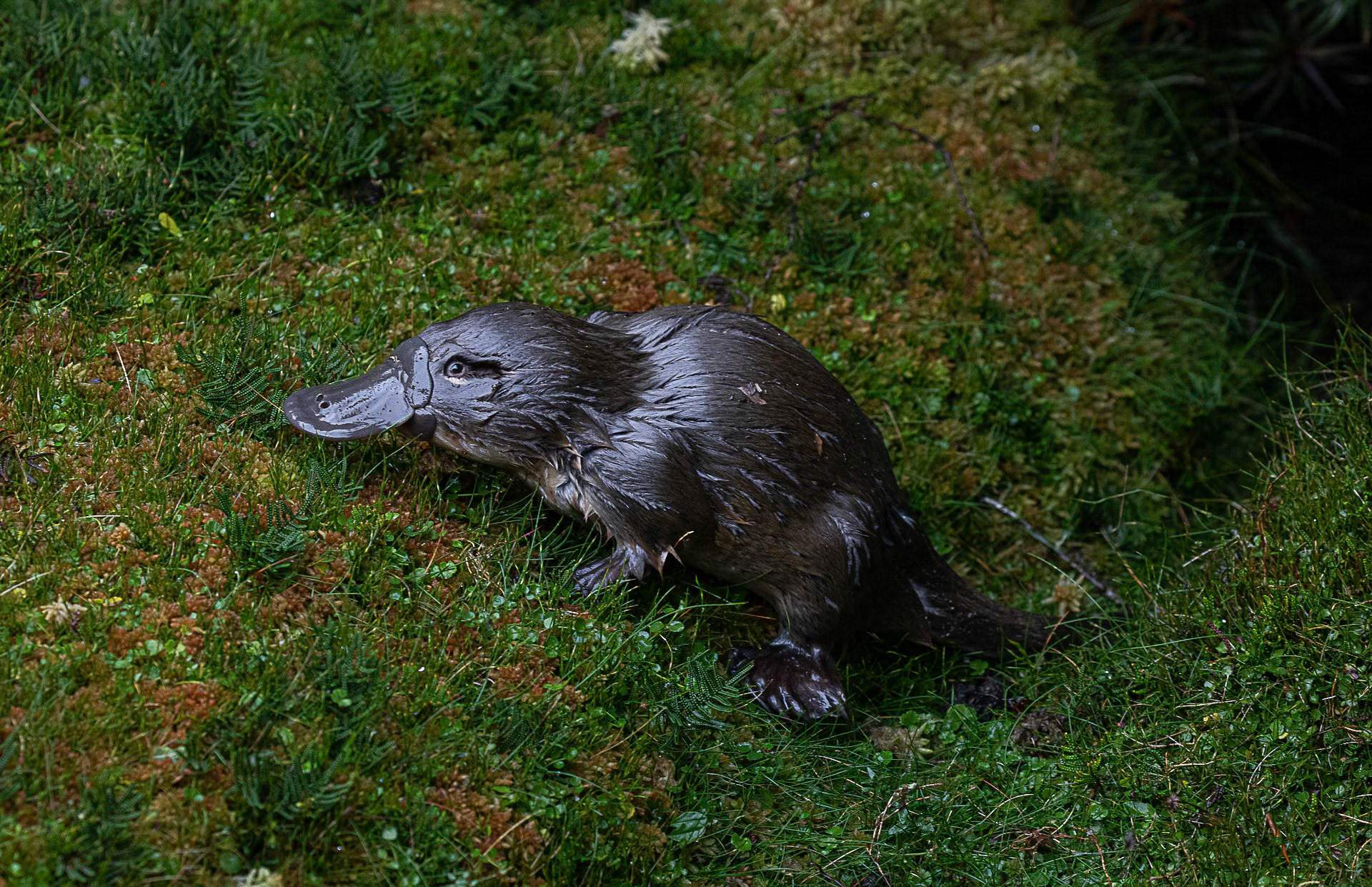 Platypus
