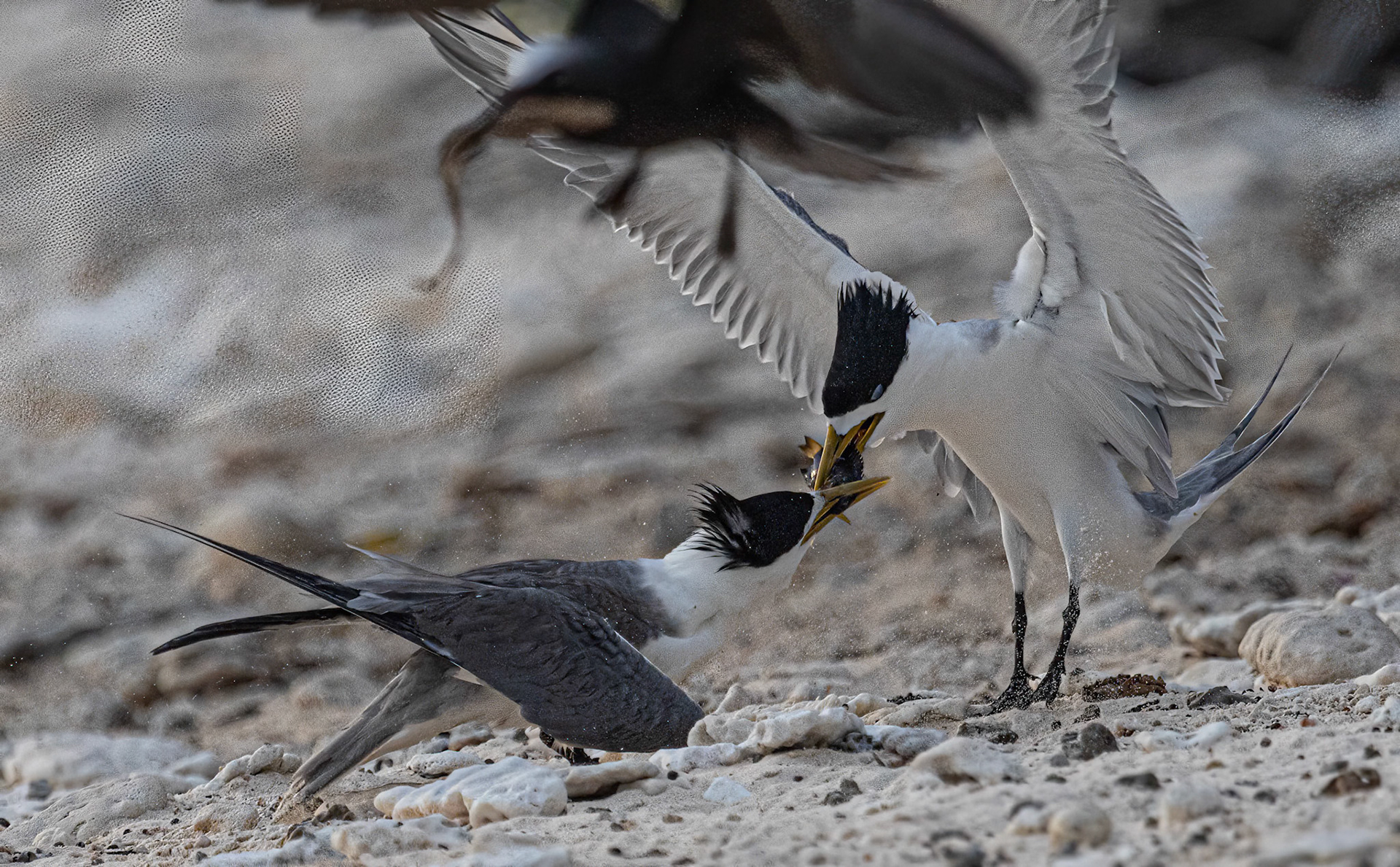 Crested Tern