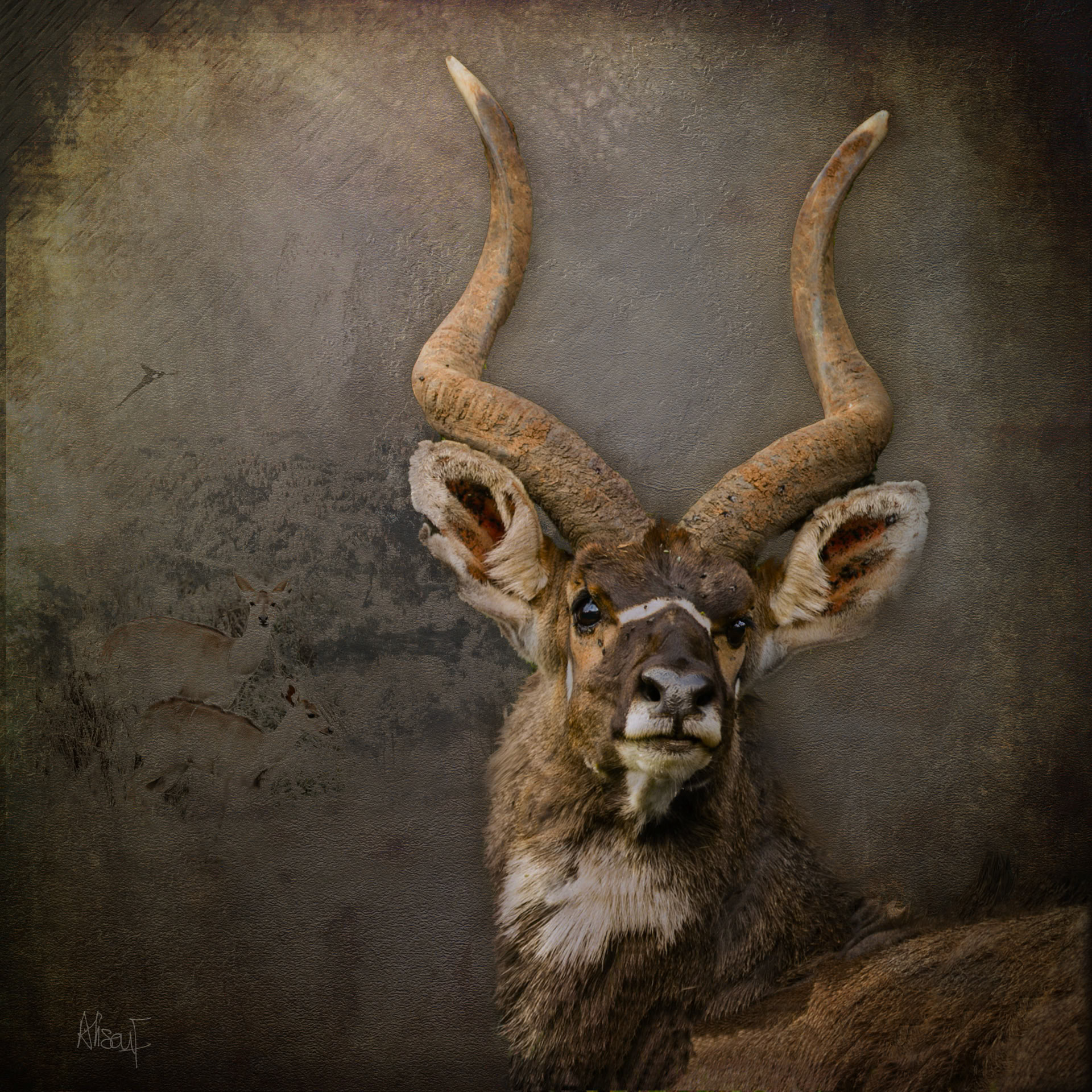 Forest Nyala