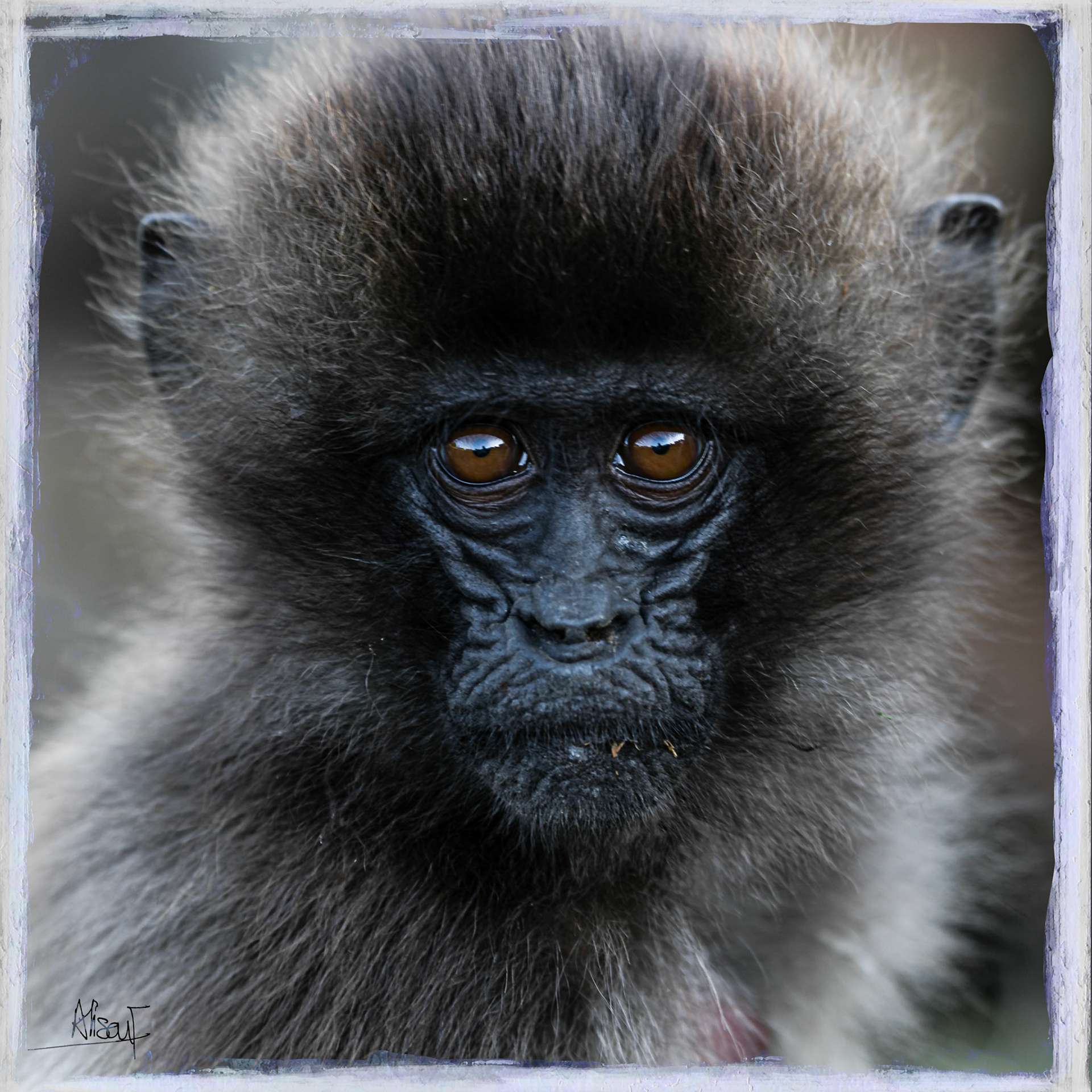 Gelada Youngster