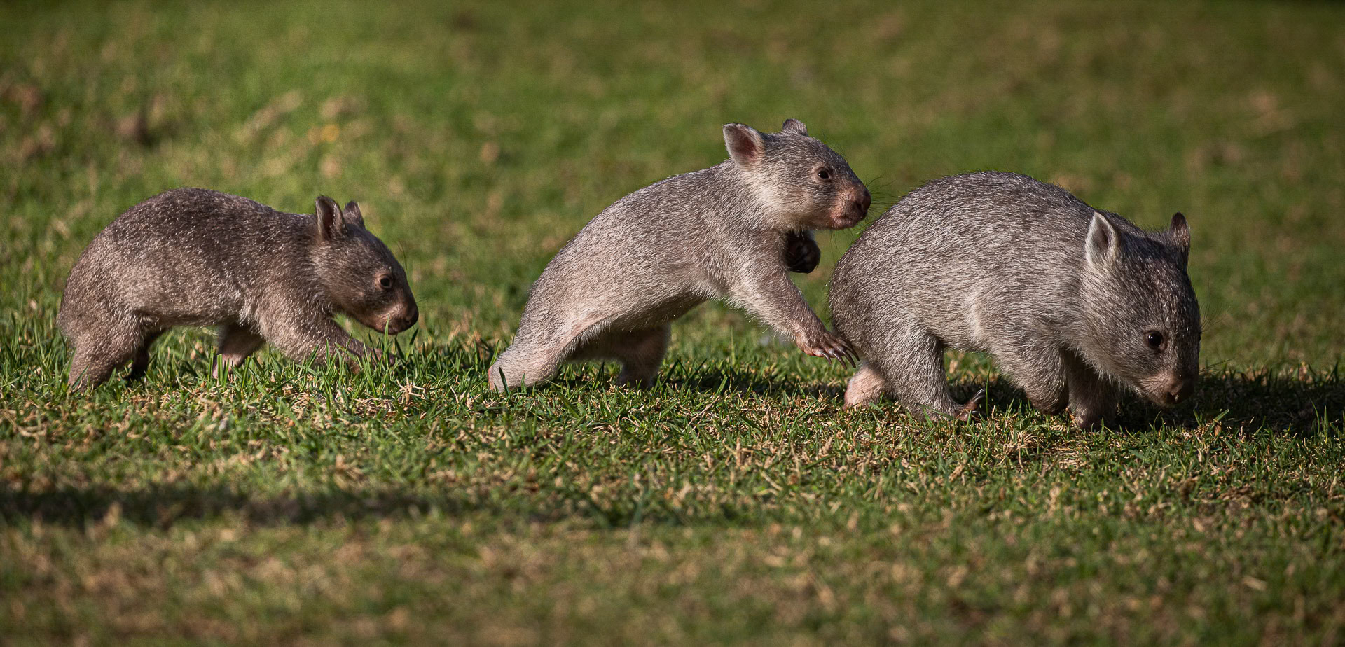 Wombat play time