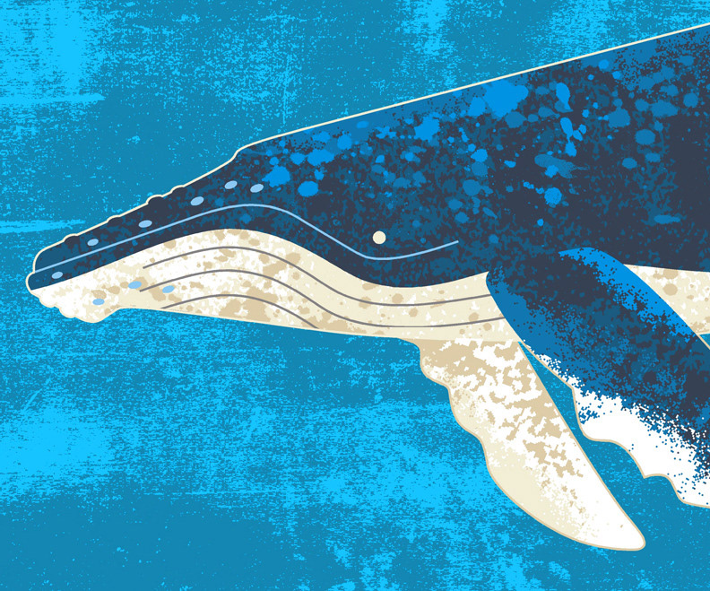 humpback whale art