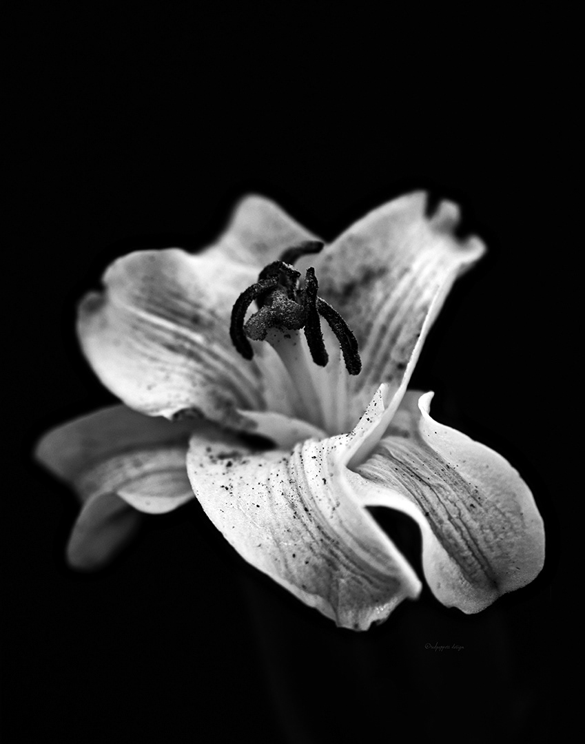 Published photography work: 256Photo magazine.  Jan.2022