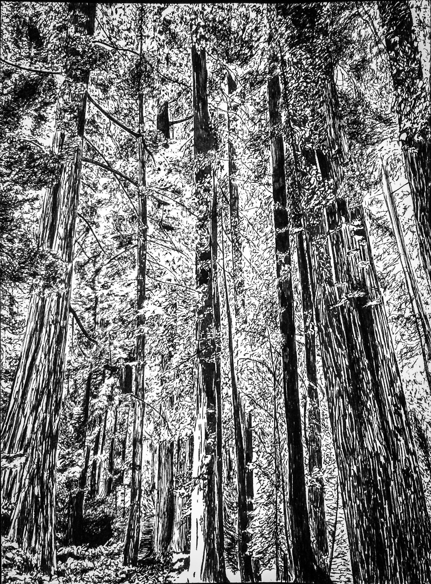 California Redwoods, pen (2015)