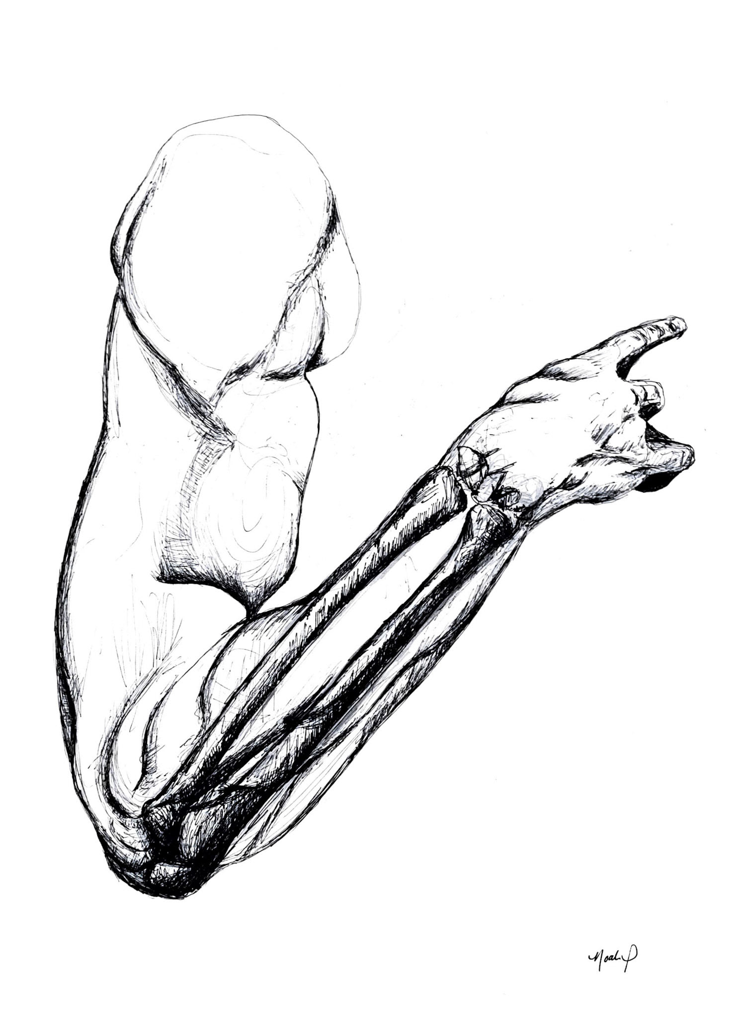 Anatomical: "This Way" (2019), pen