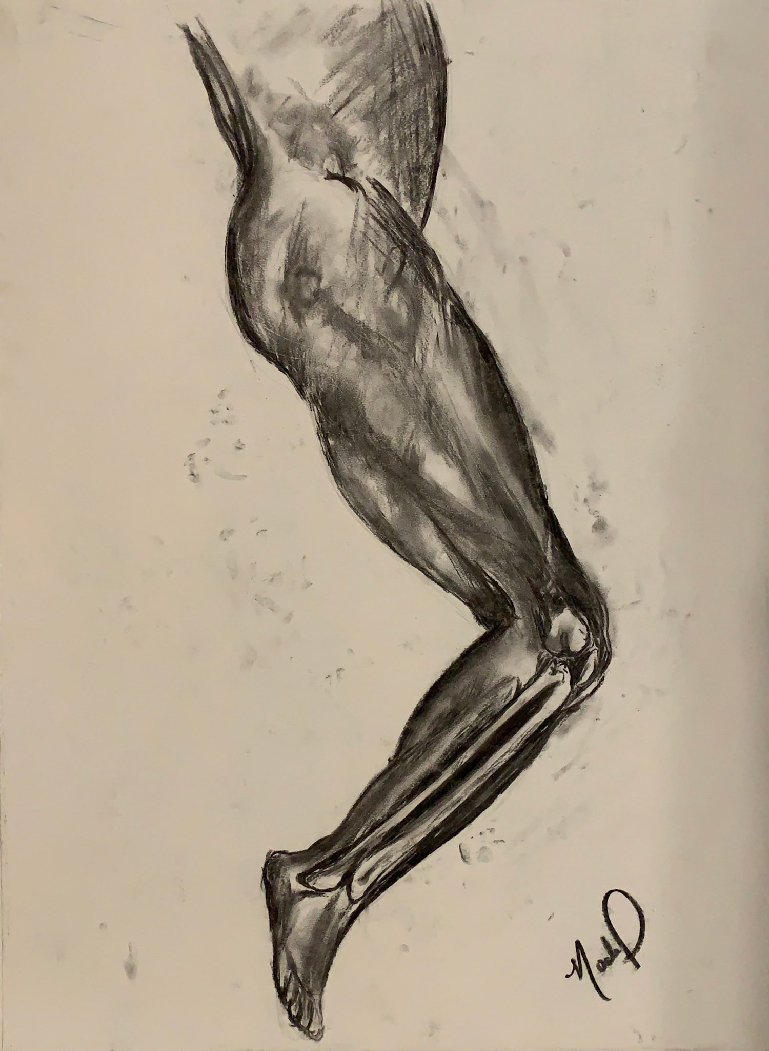 Anatomical (2019), charcoal