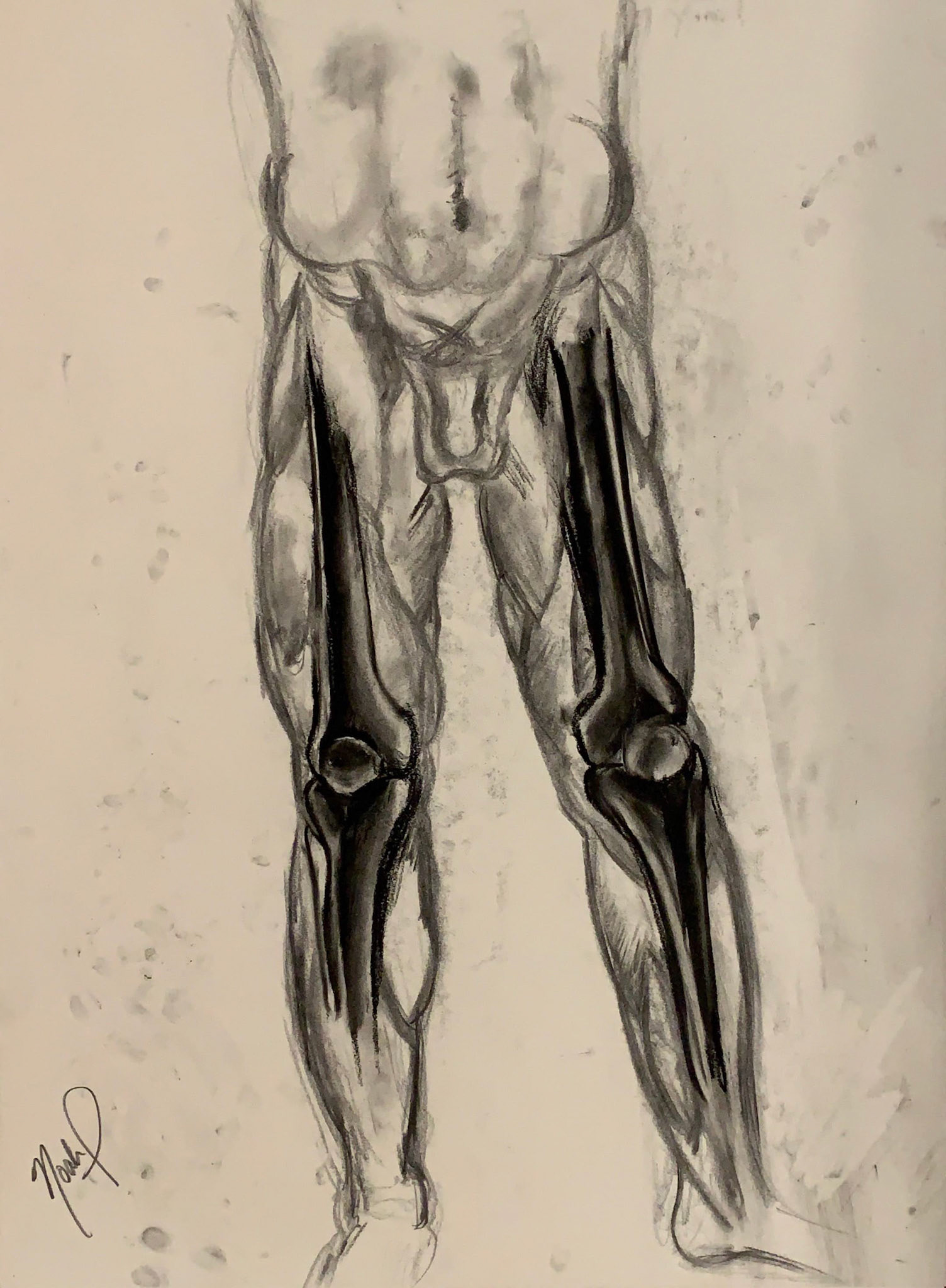Anatomical (2019), charcoal