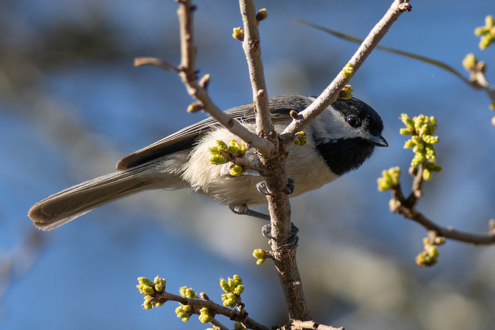 Carolina chickadee