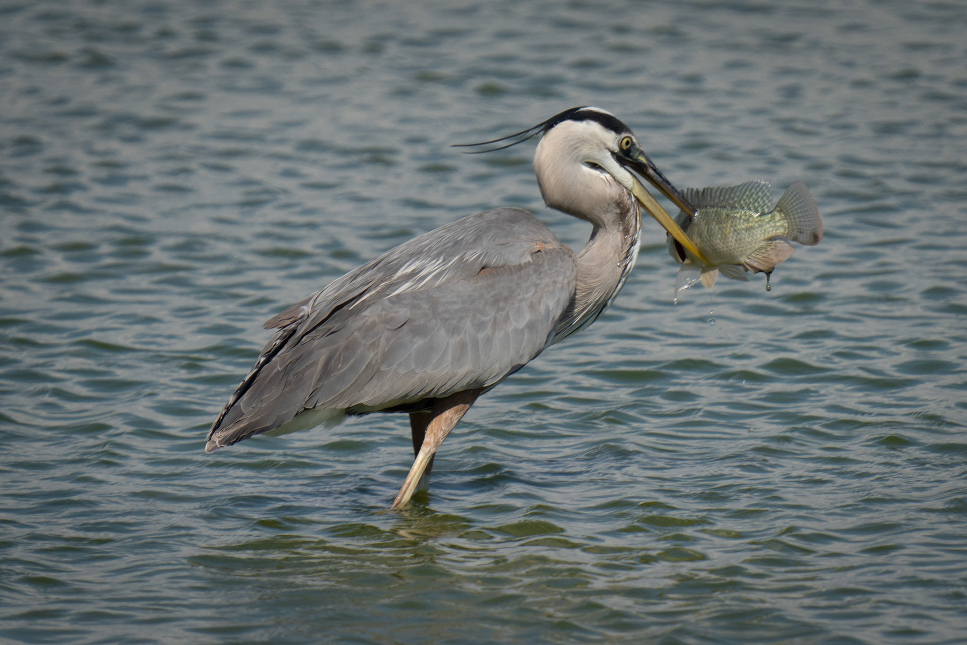 Blue Heron snacking on a bass